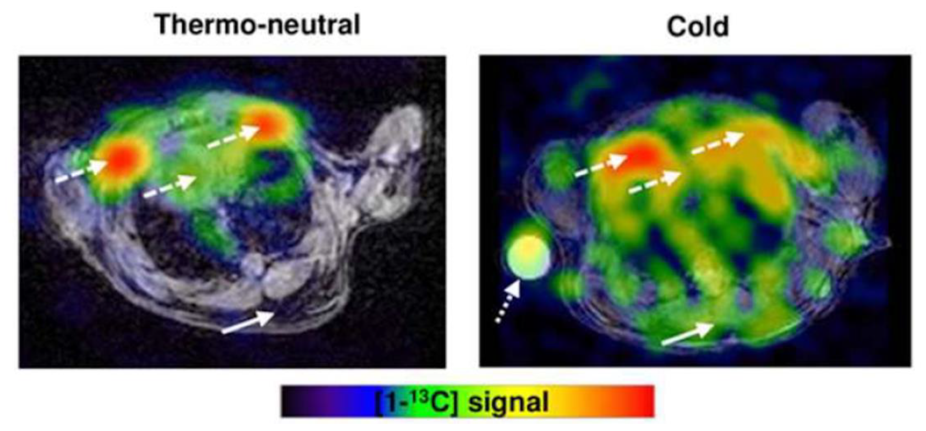 Ijms 20 05509 g010 Ijms 20 05509 g010