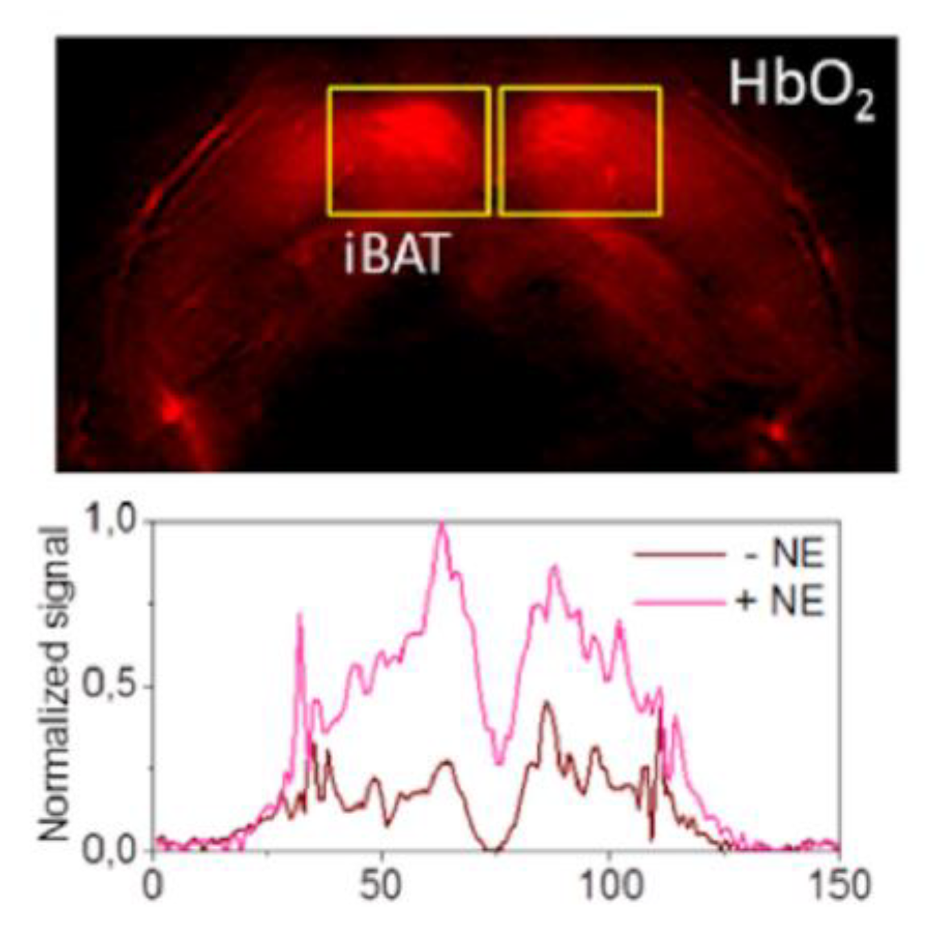 Ijms 20 05509 g011 Ijms 20 05509 g011