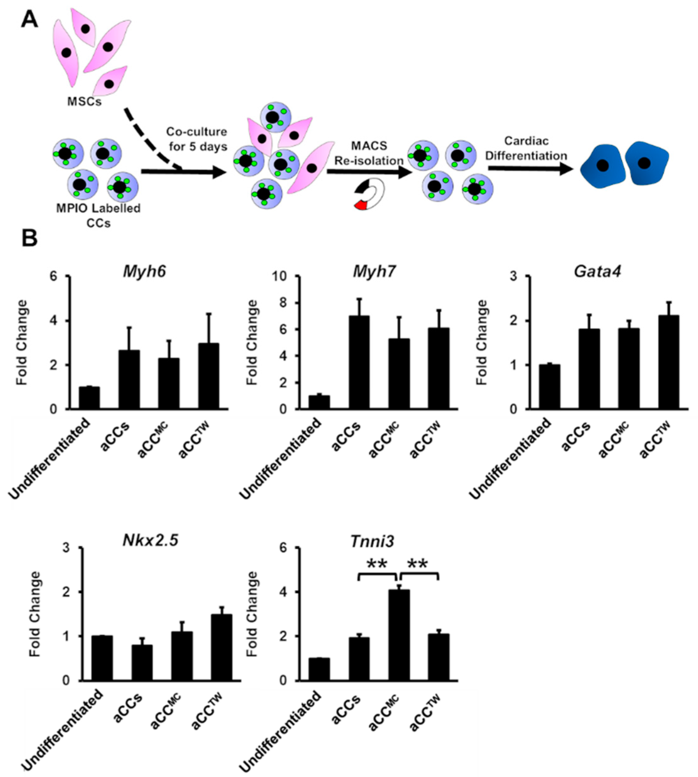 Ijms 20 05519 g004 Ijms 20 05519 g004