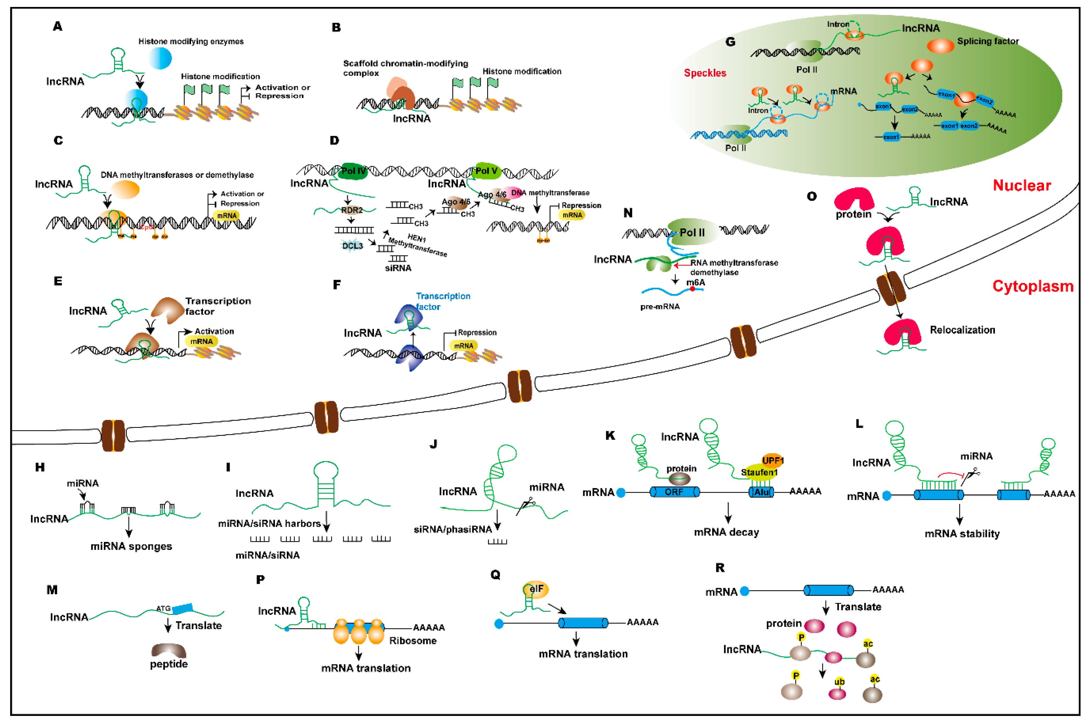 Mechanisms and Functions of Long Non-Coding RNAs at Multiple Regulatory ...