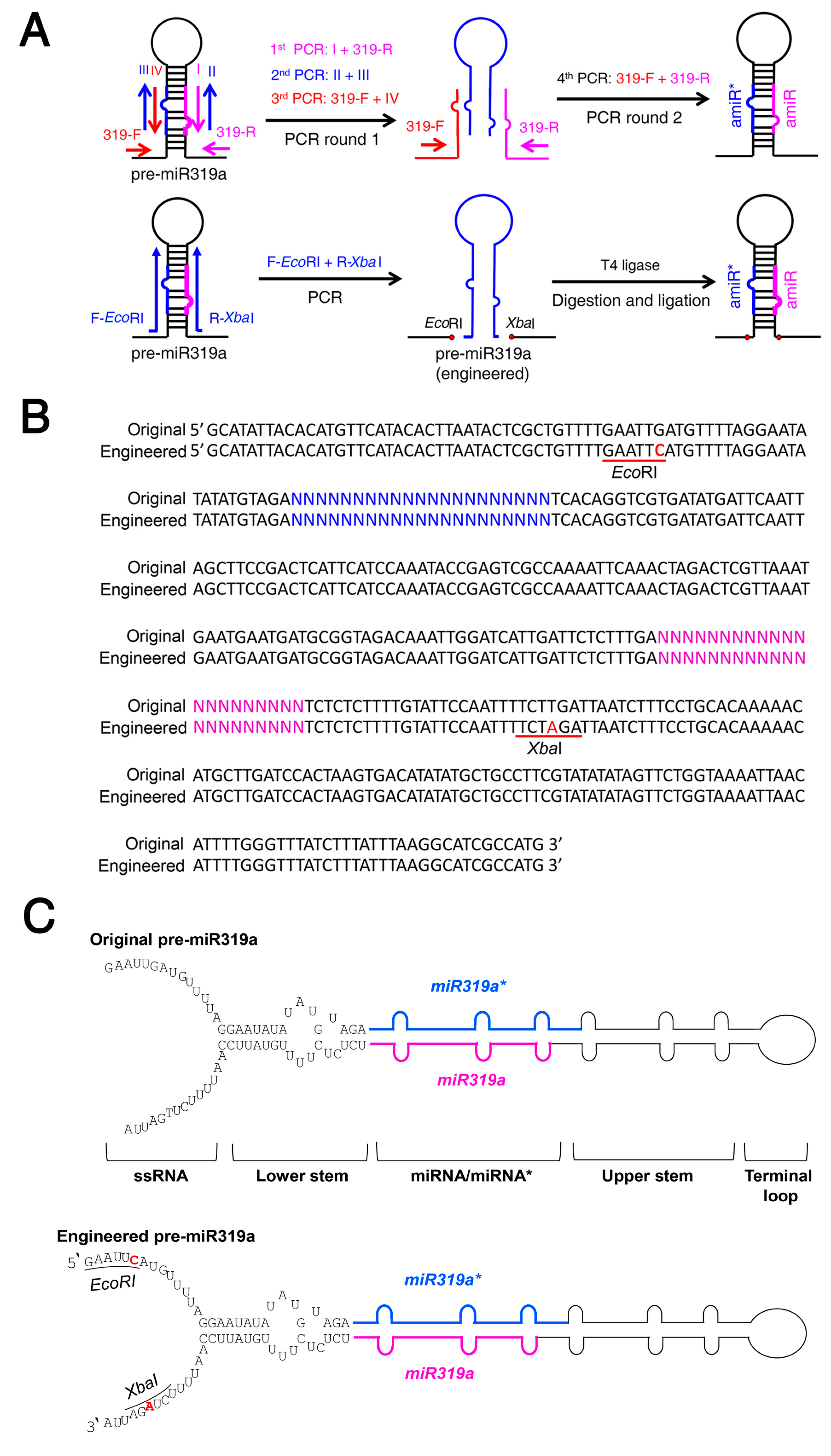 Ijms 20 05620 g001 Ijms 20 05620 g001