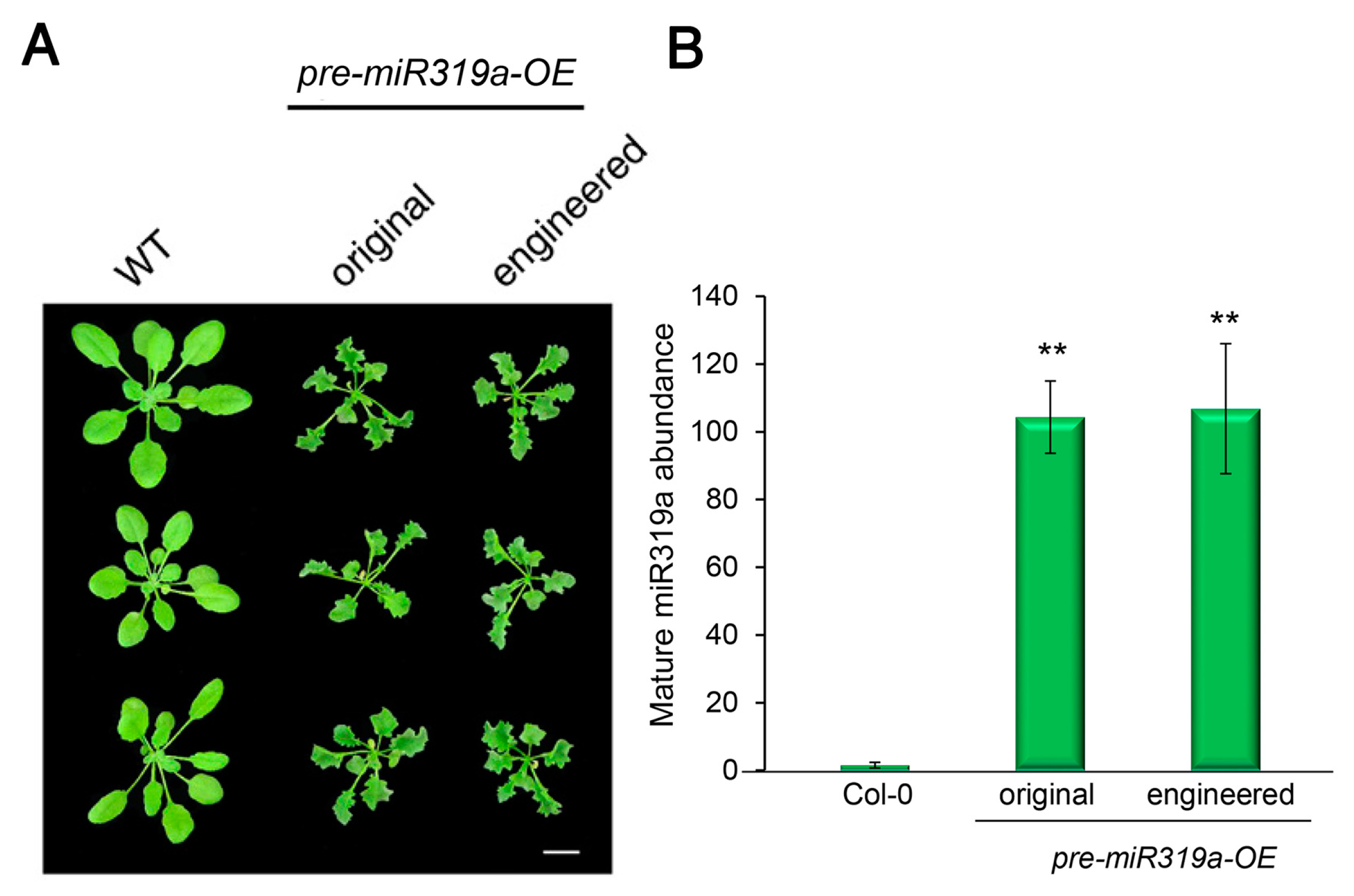 Ijms 20 05620 g002 Ijms 20 05620 g002