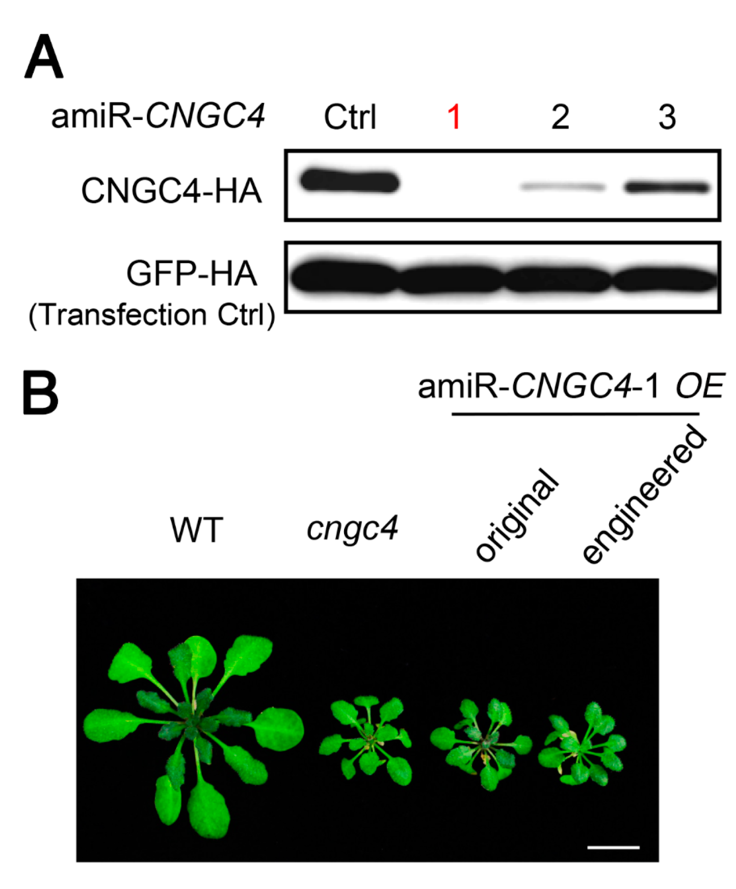 Ijms 20 05620 g004 Ijms 20 05620 g004