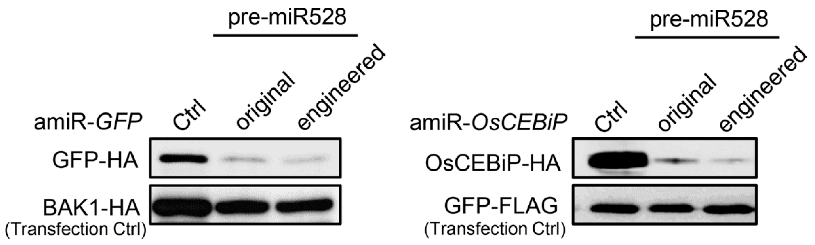 Ijms 20 05620 g006 Ijms 20 05620 g006