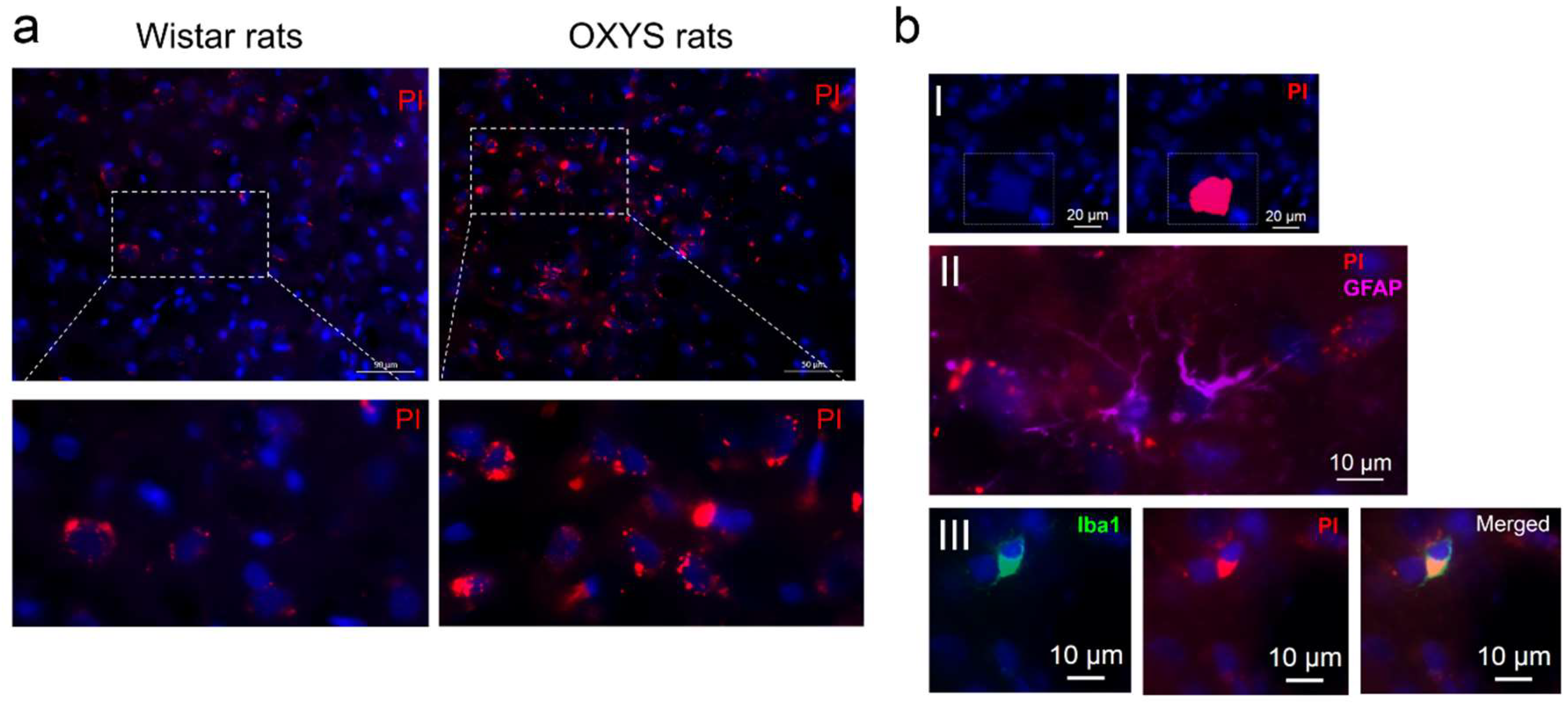 Ijms 20 05632 g005 Ijms 20 05632 g005