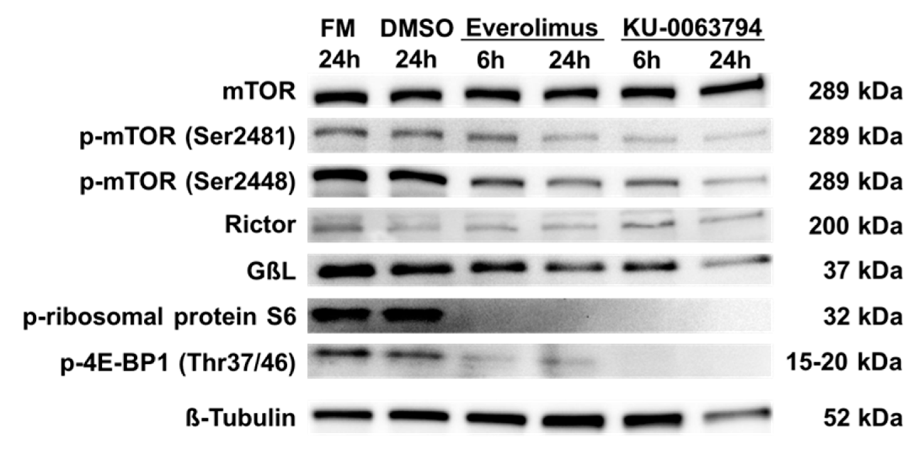 Ijms 20 05658 g005 Ijms 20 05658 g005