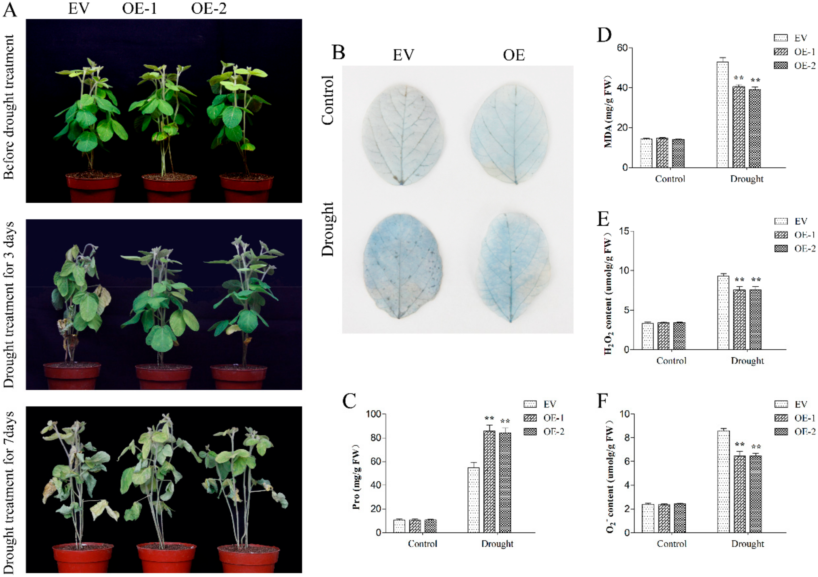 Ijms 20 05667 g012 Ijms 20 05667 g012