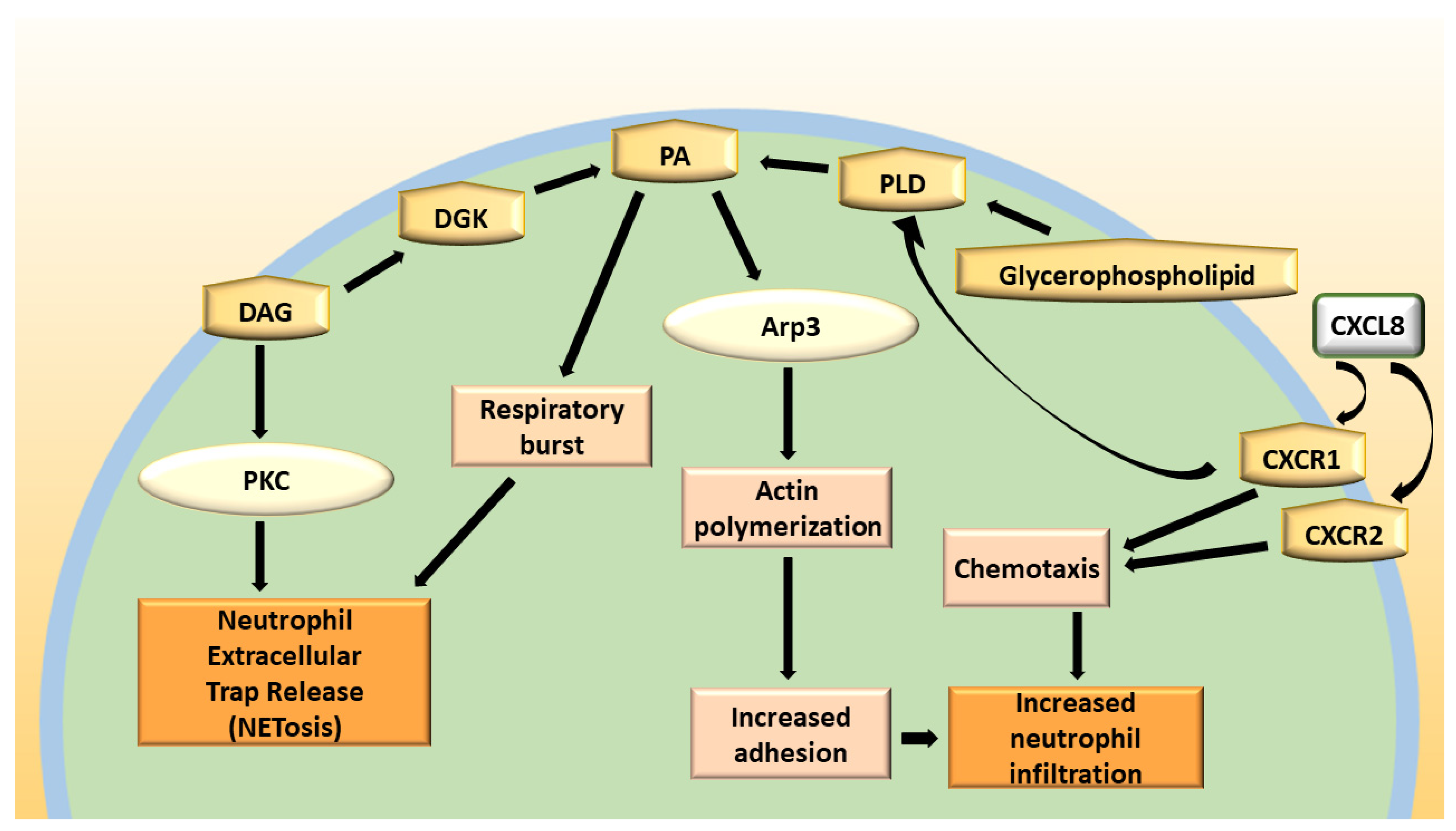 Ijms 20 05673 g004 Ijms 20 05673 g004
