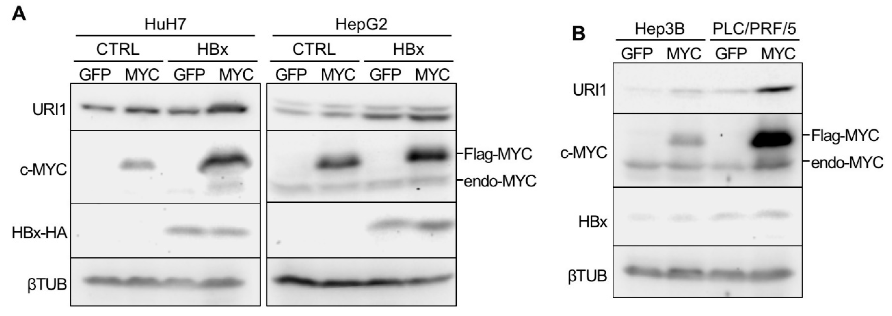 Ijms 20 05714 g002