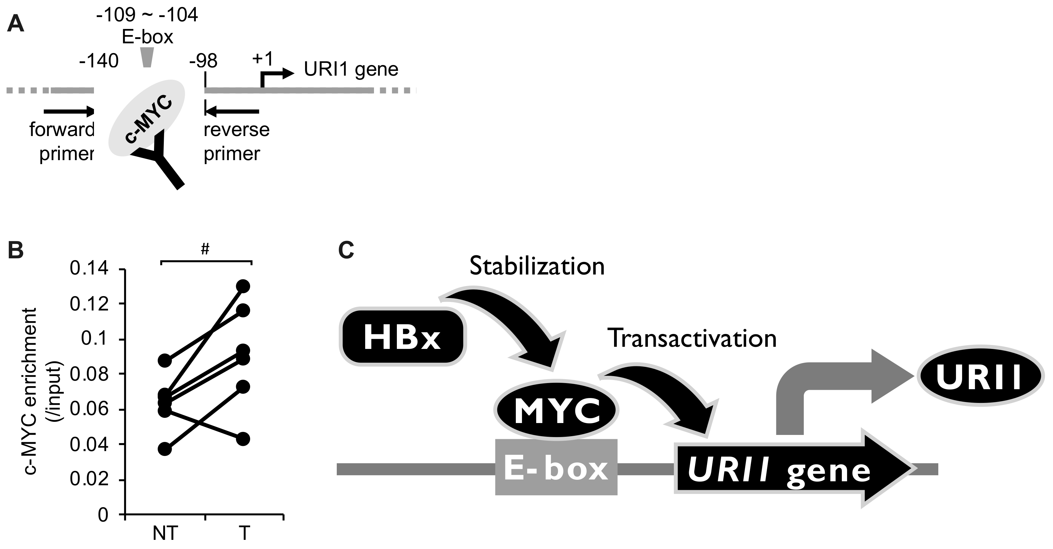 Ijms 20 05714 g004