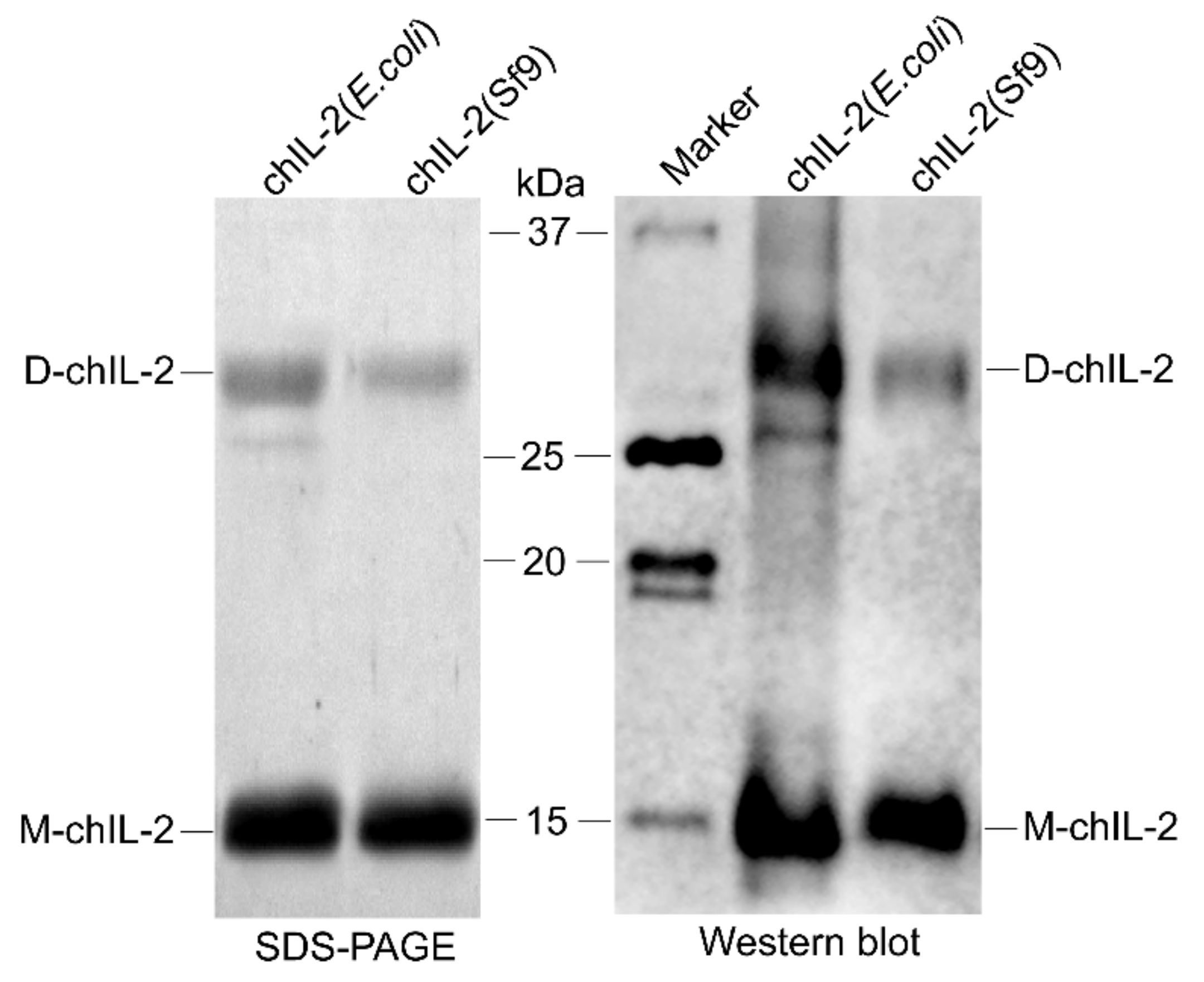 Ijms 20 05744 g001 Ijms 20 05744 g001