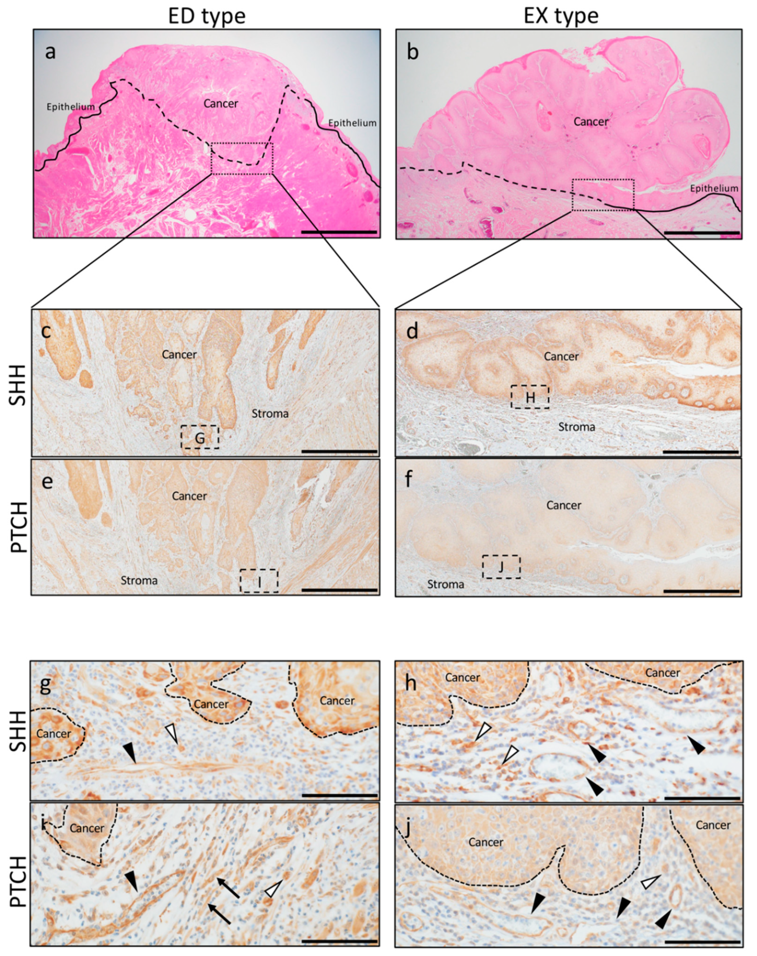 Ijms 20 05779 g001 Ijms 20 05779 g001