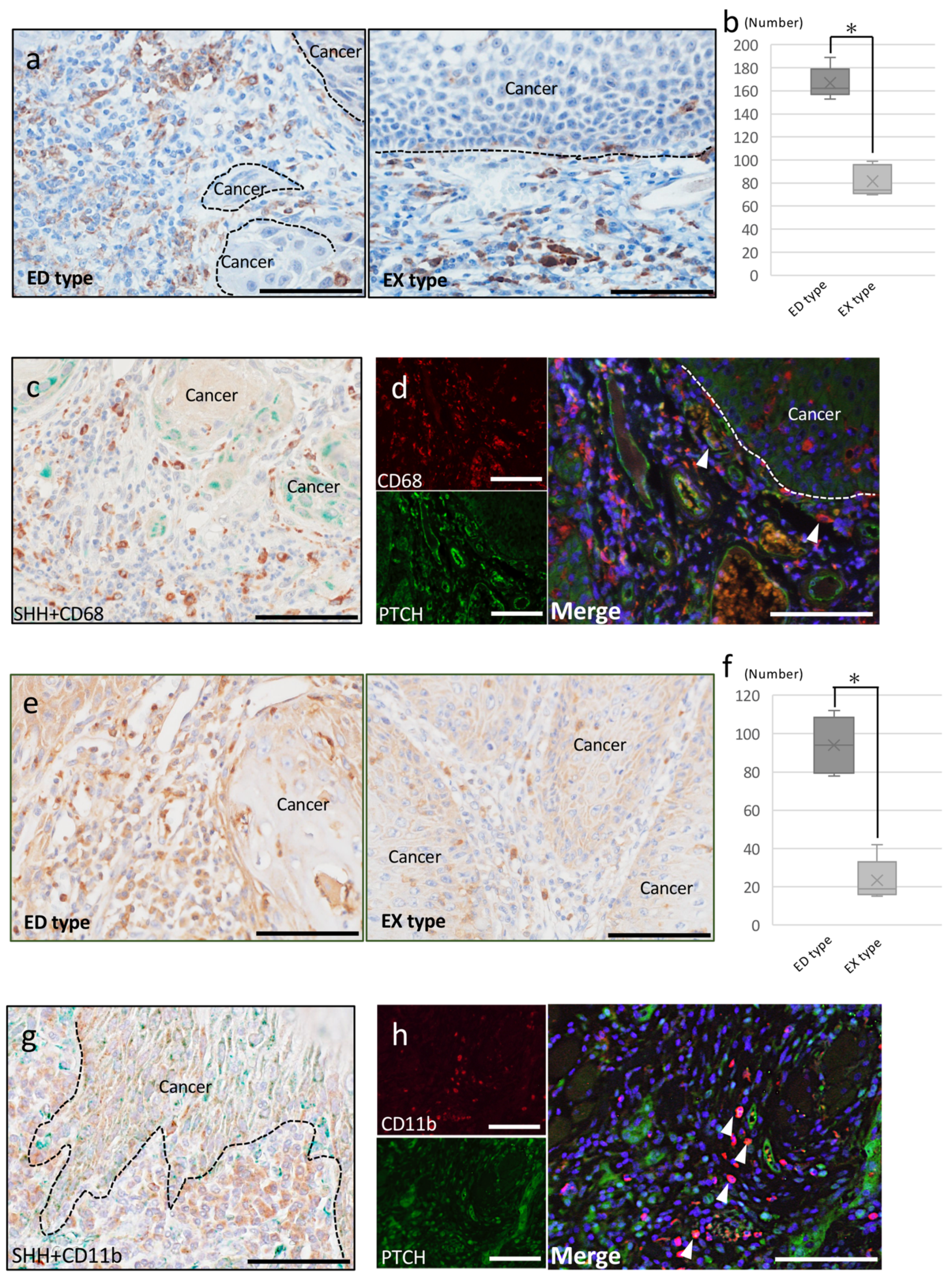 Ijms 20 05779 g004 Ijms 20 05779 g004