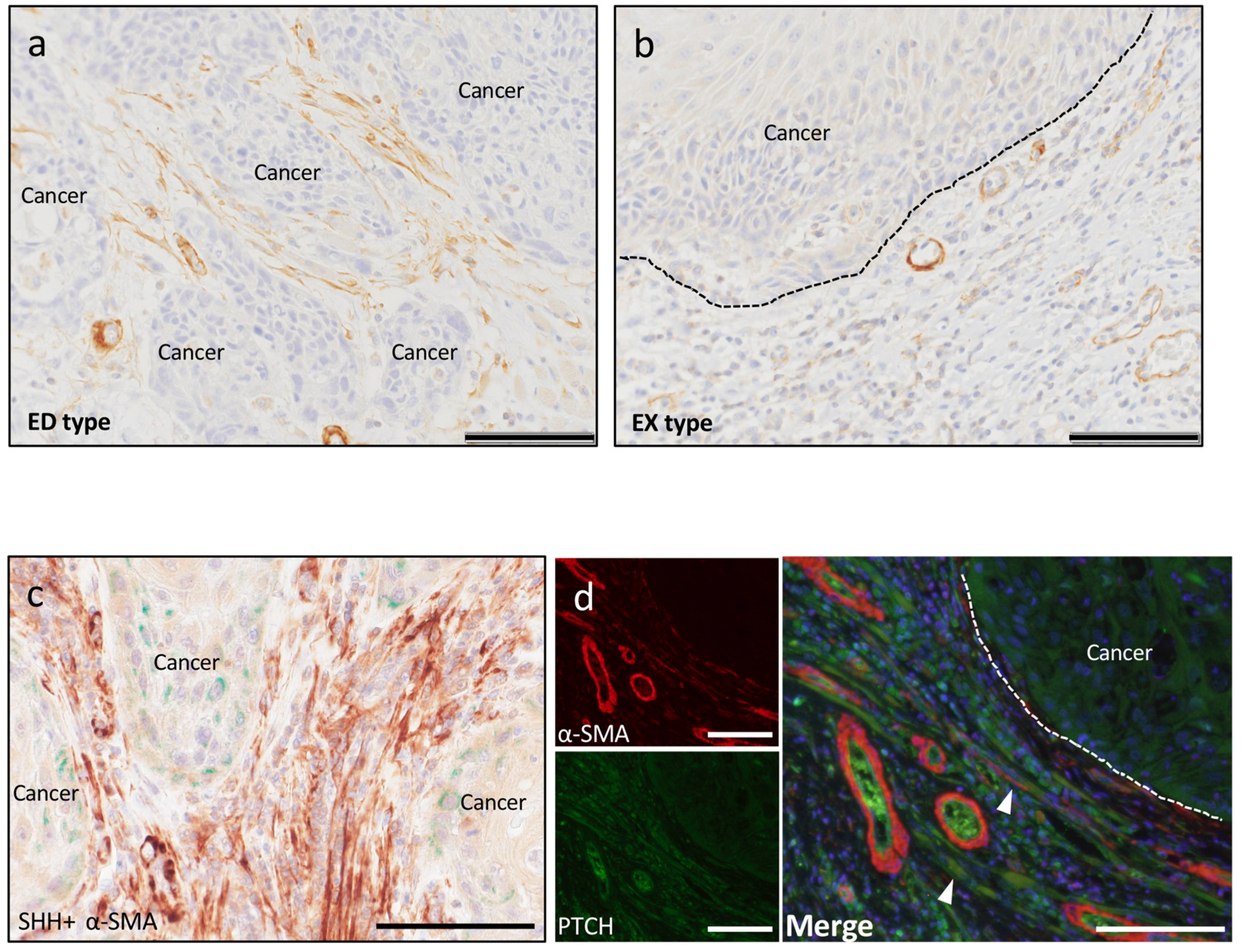 Ijms 20 05779 g005 Ijms 20 05779 g005