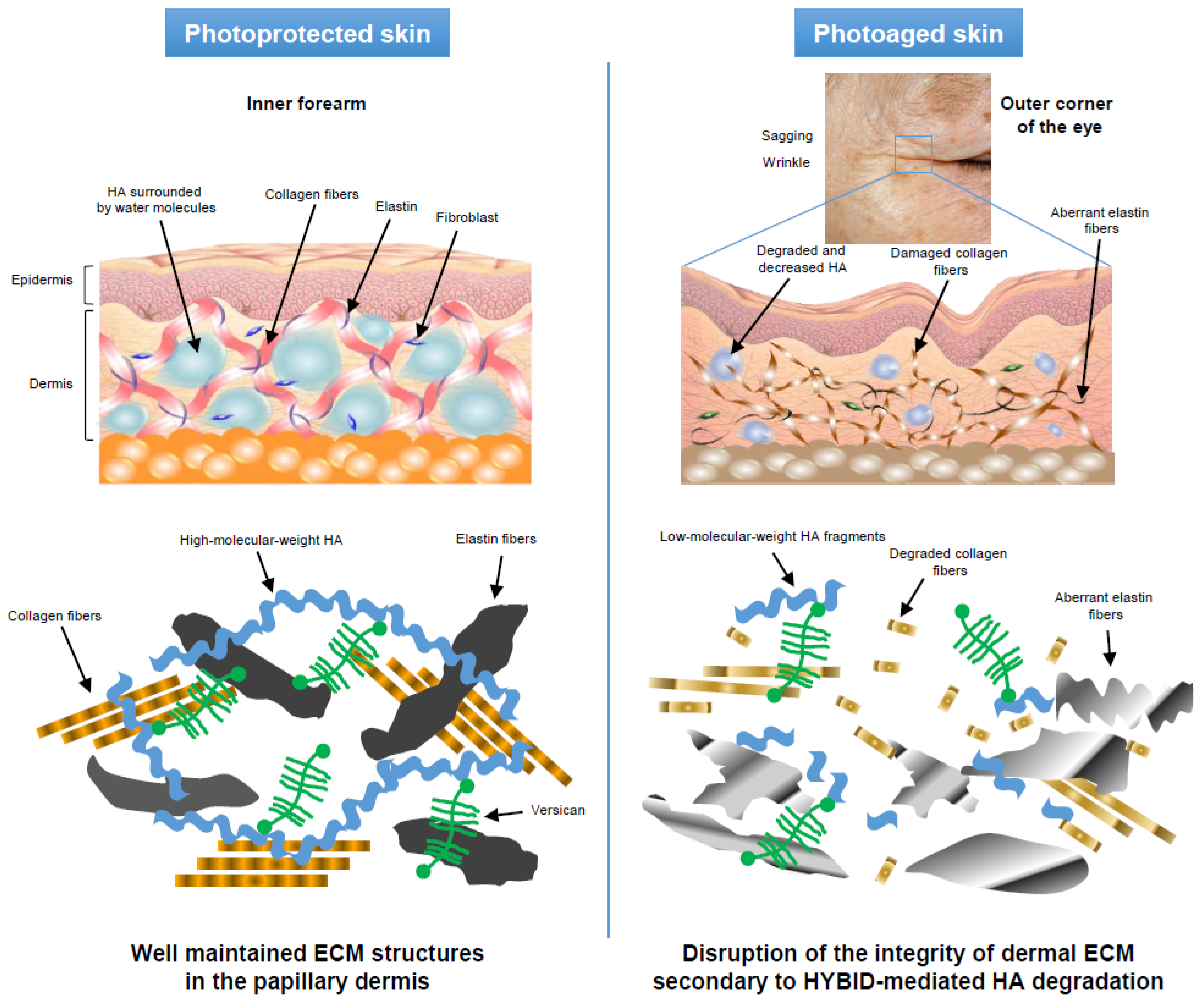 Ijms 20 05804 g003 Ijms 20 05804 g003