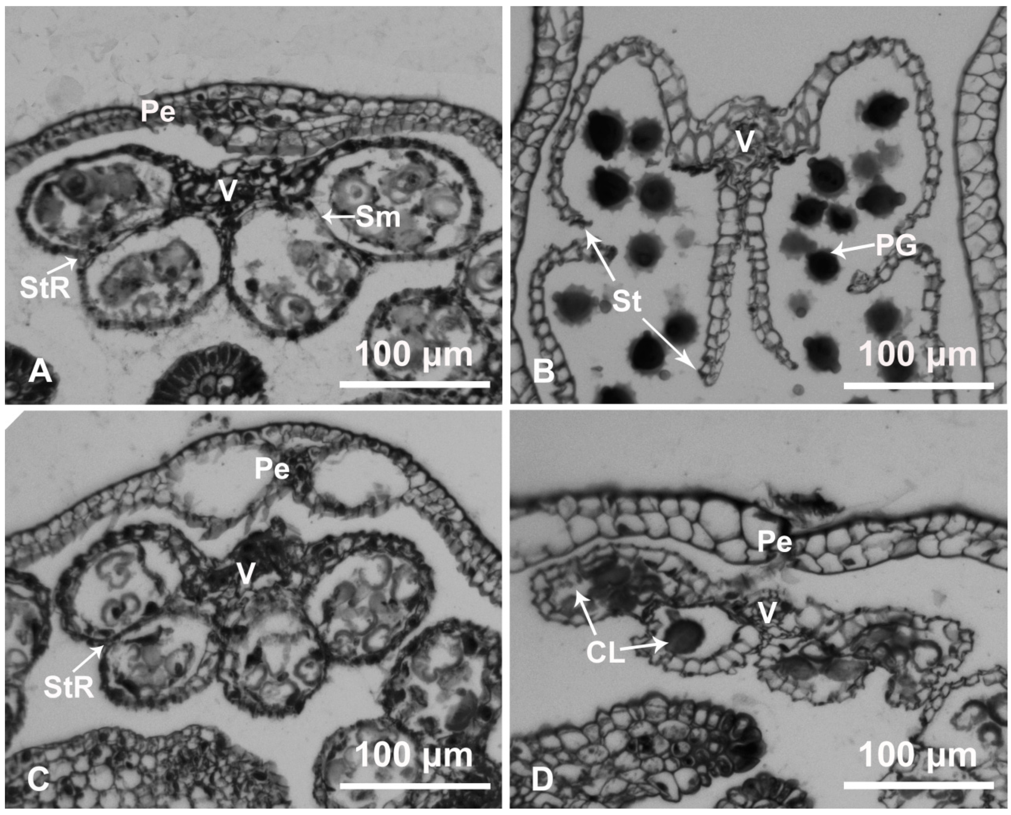 Ijms 20 05865 g002 Ijms 20 05865 g002