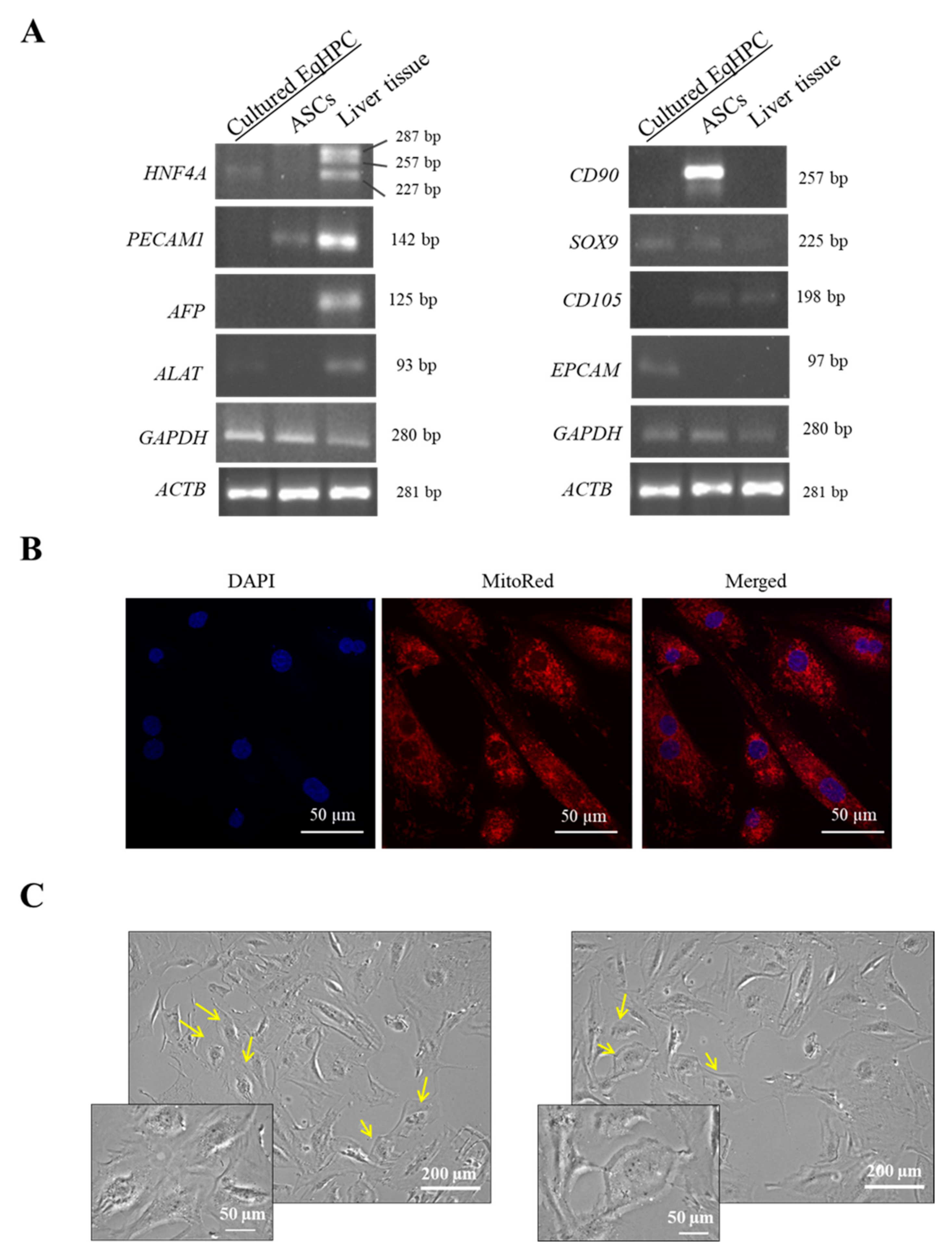 Ijms 20 05873 g001 Ijms 20 05873 g001