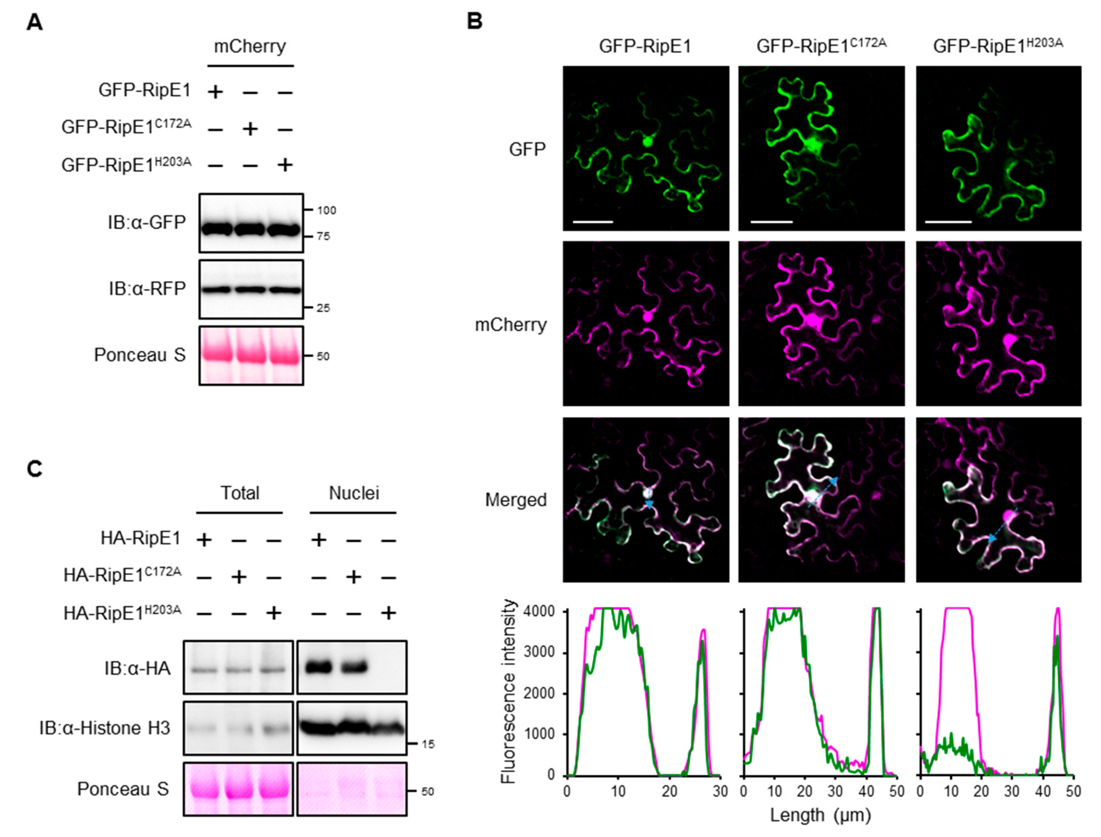 Ijms 20 05992 g003 Ijms 20 05992 g003