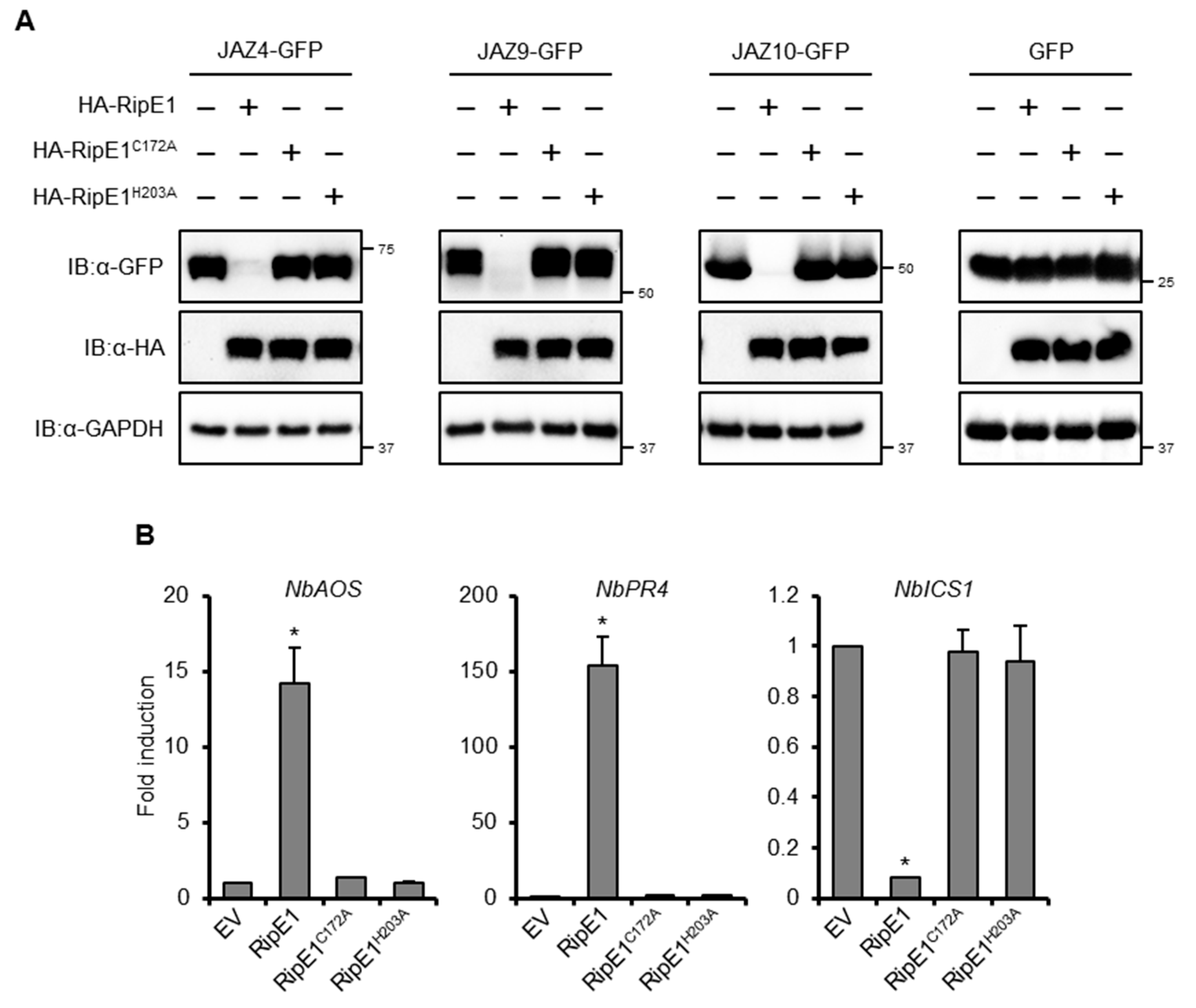 Ijms 20 05992 g005 Ijms 20 05992 g005