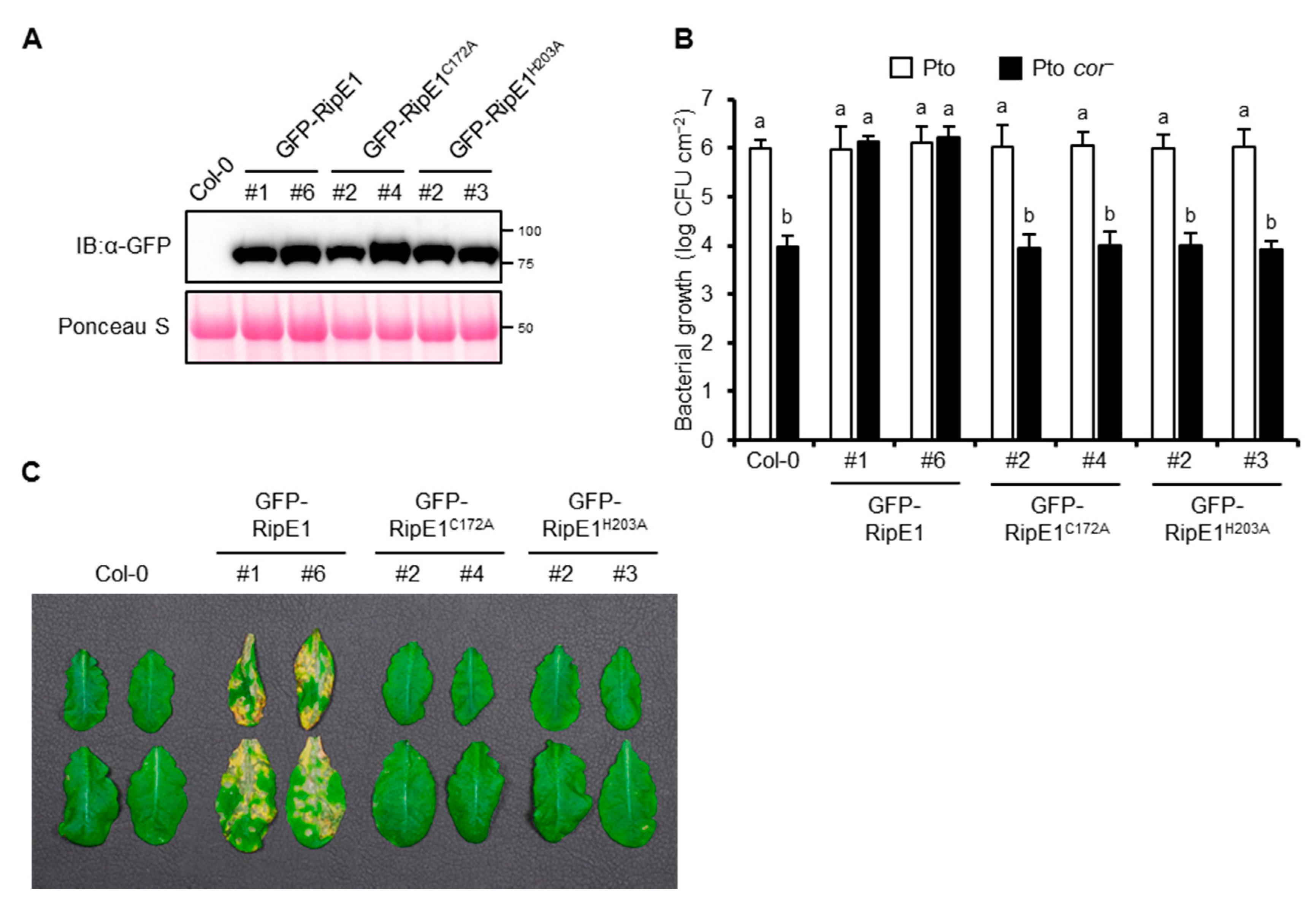 Ijms 20 05992 g006 Ijms 20 05992 g006
