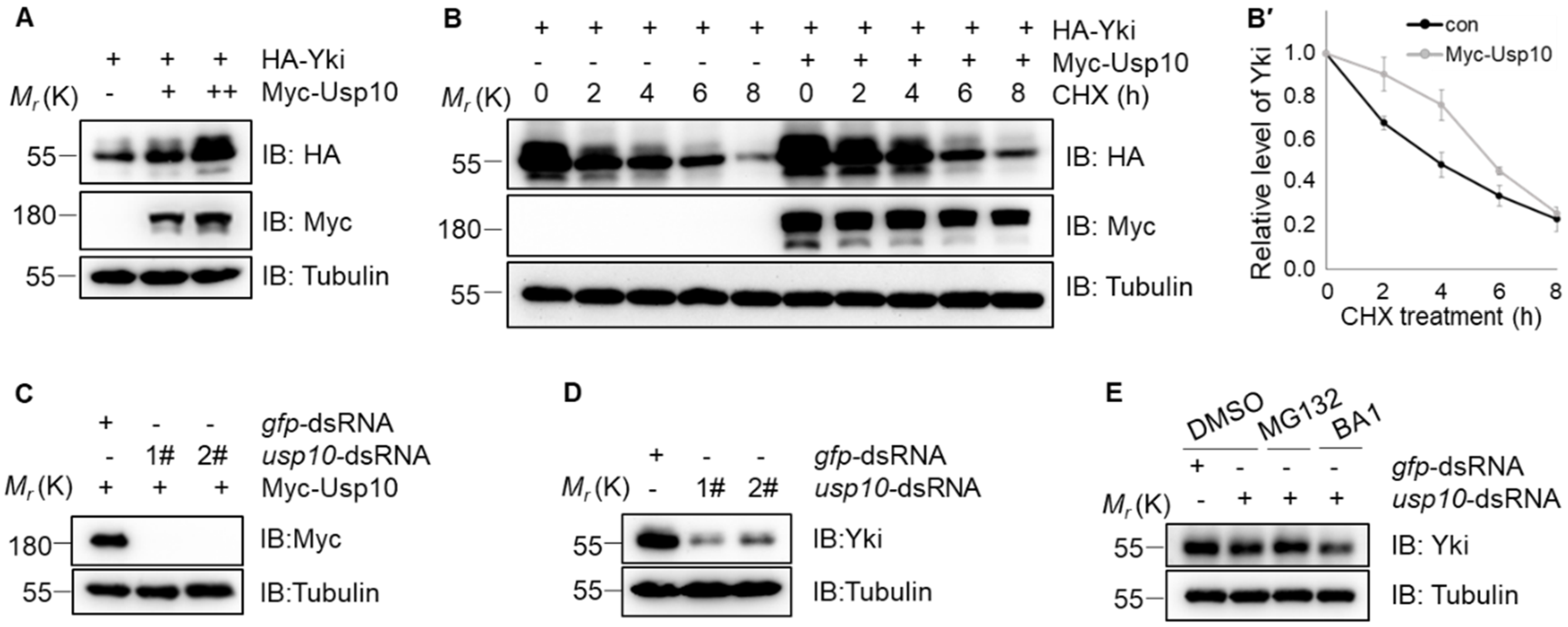 Ijms 20 06013 g003