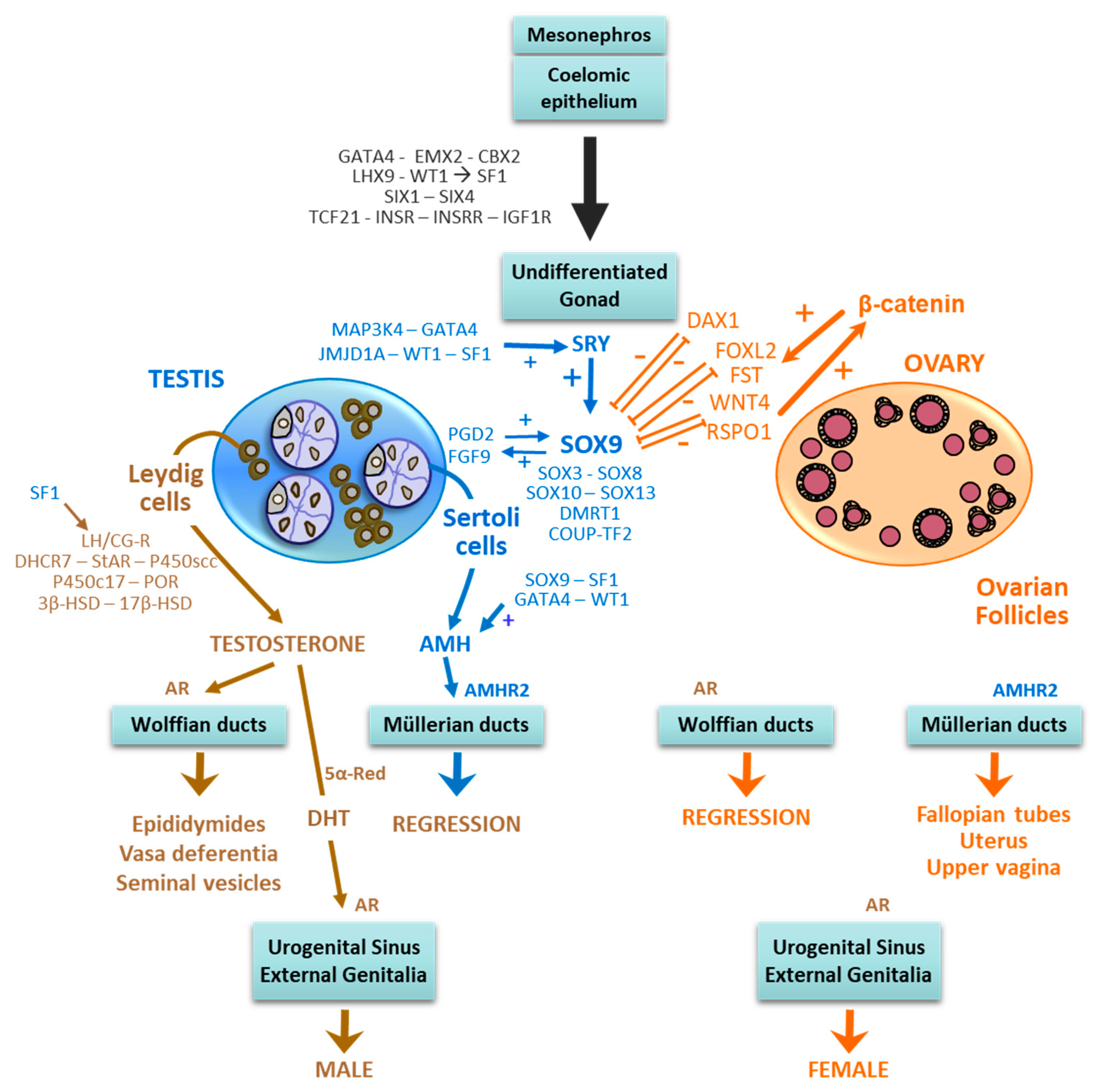 Ijms 20 06089 g001 Ijms 20 06089 g001