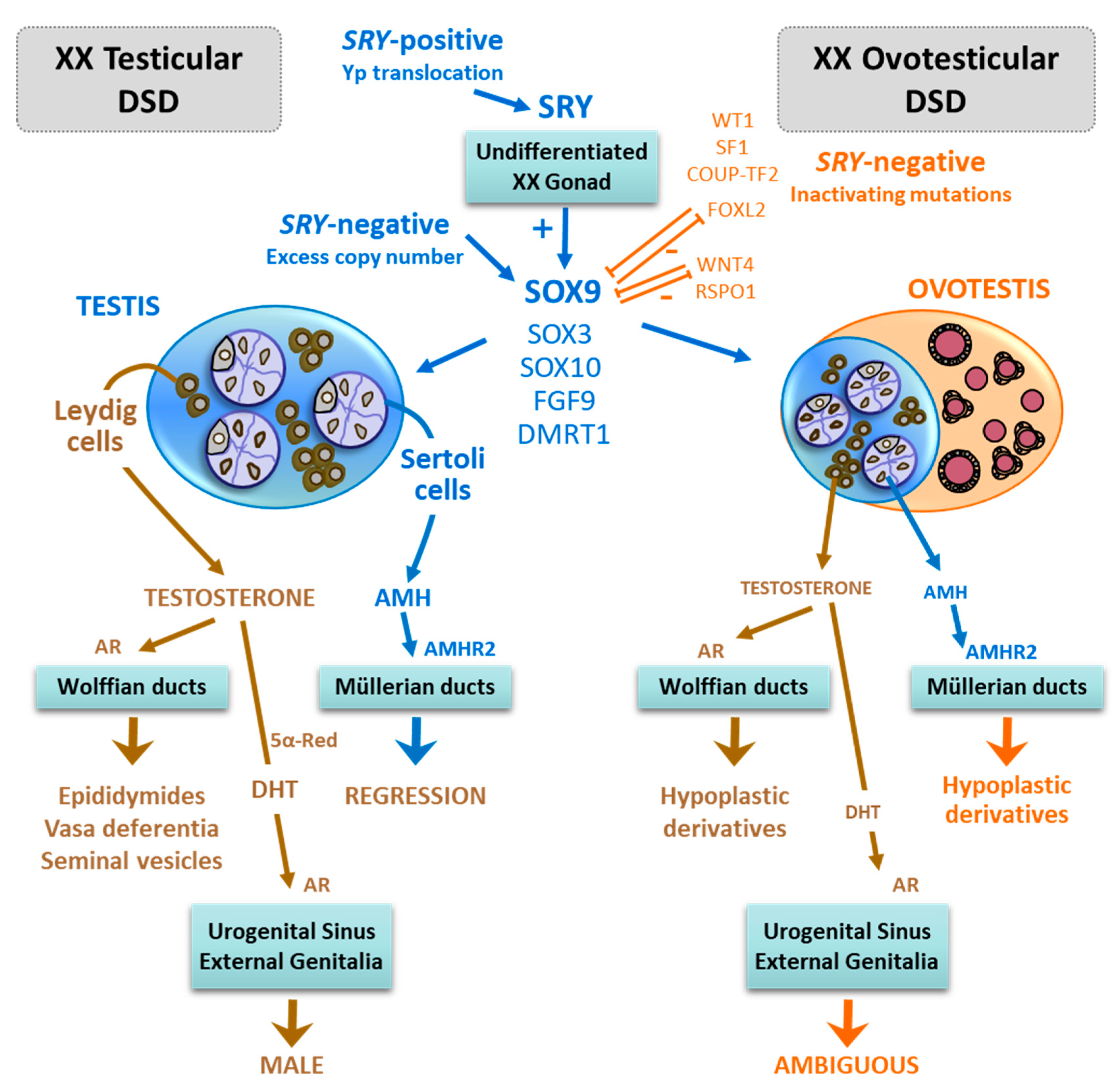 Ijms 20 06089 g002 Ijms 20 06089 g002