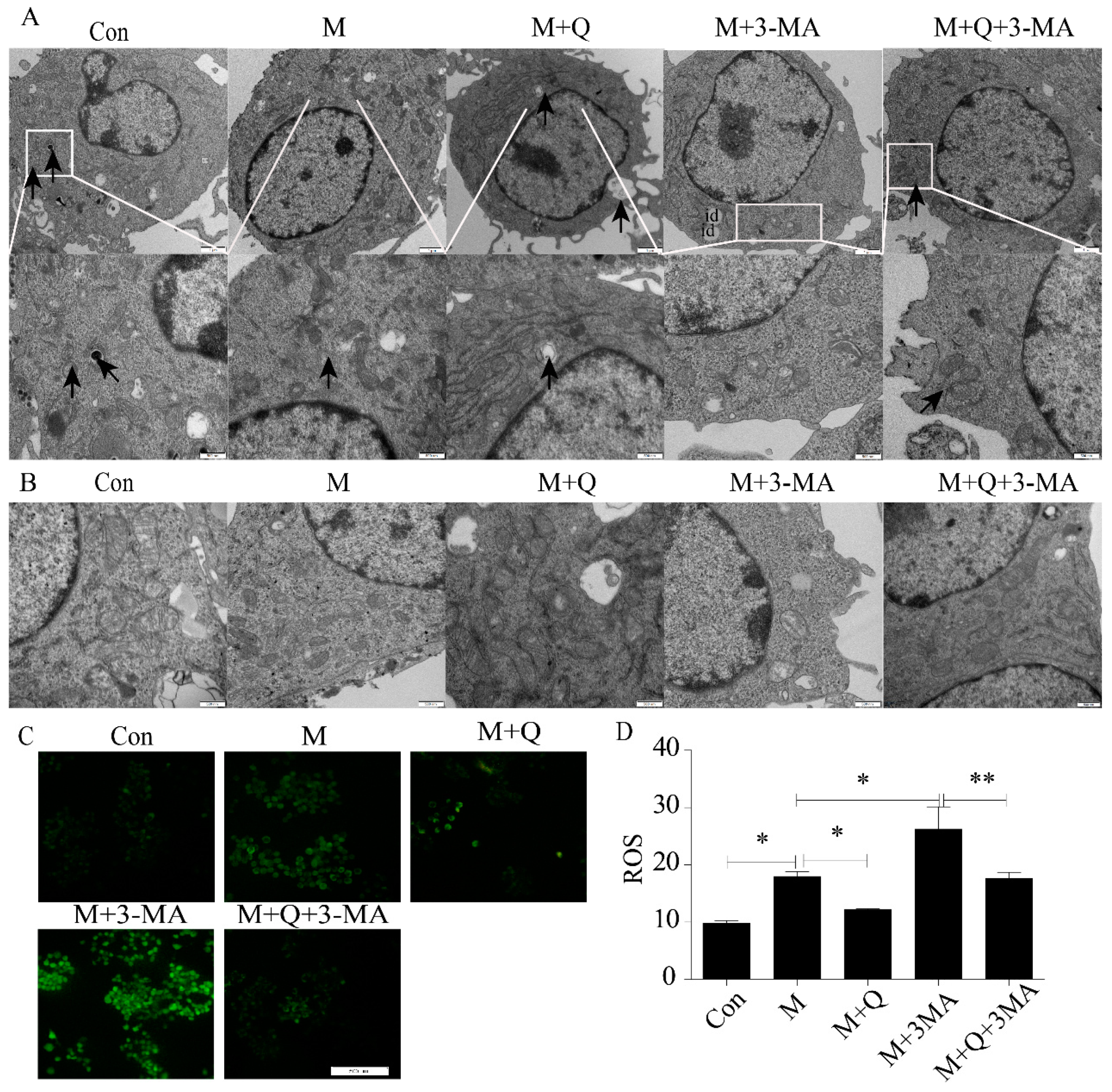 Ijms 20 06093 g008