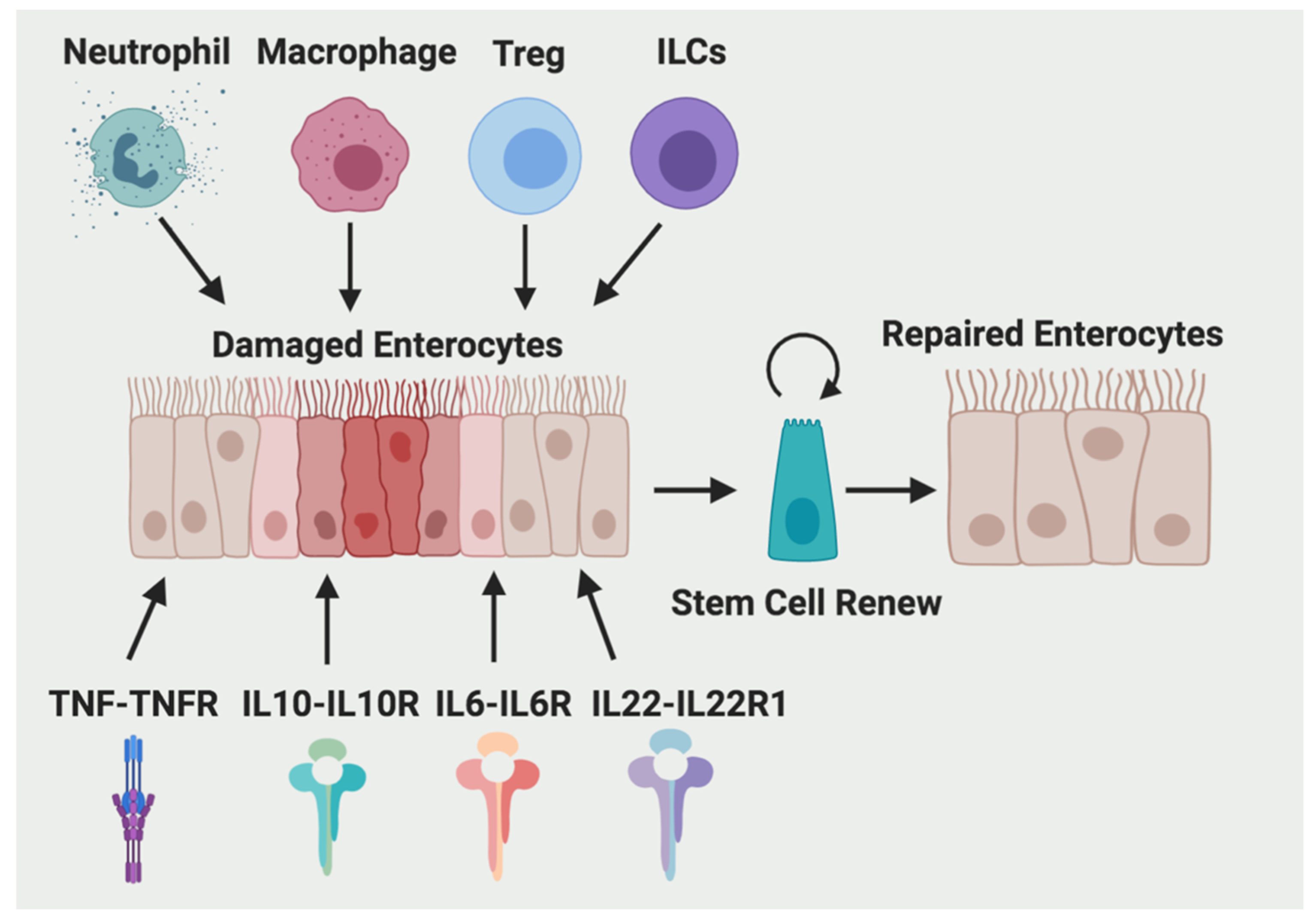 Ijms 20 06097 g001 Ijms 20 06097 g001