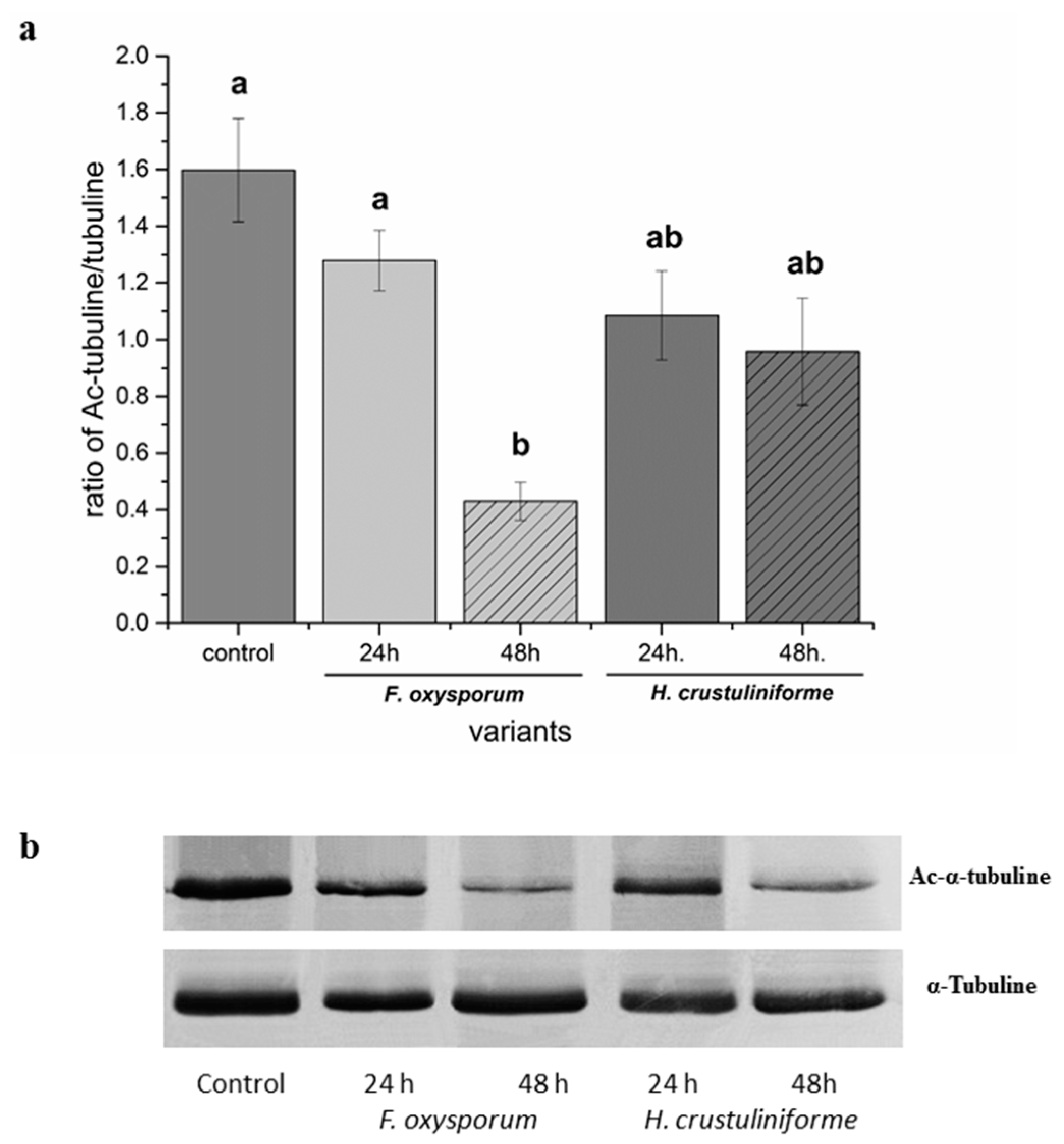 Ijms 20 06099 g003 Ijms 20 06099 g003