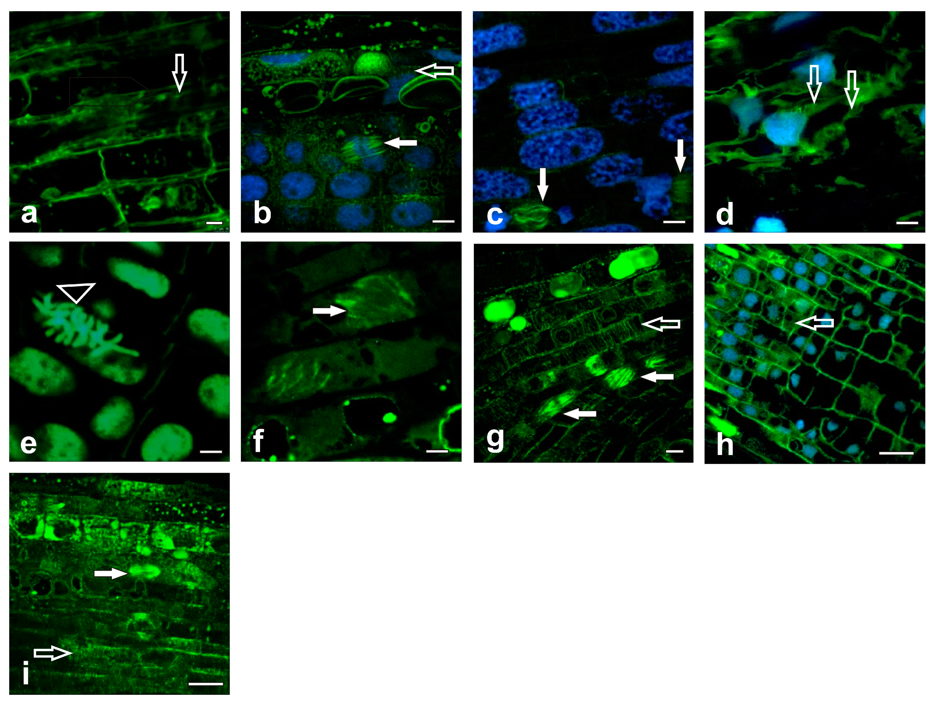 Ijms 20 06099 g005 Ijms 20 06099 g005