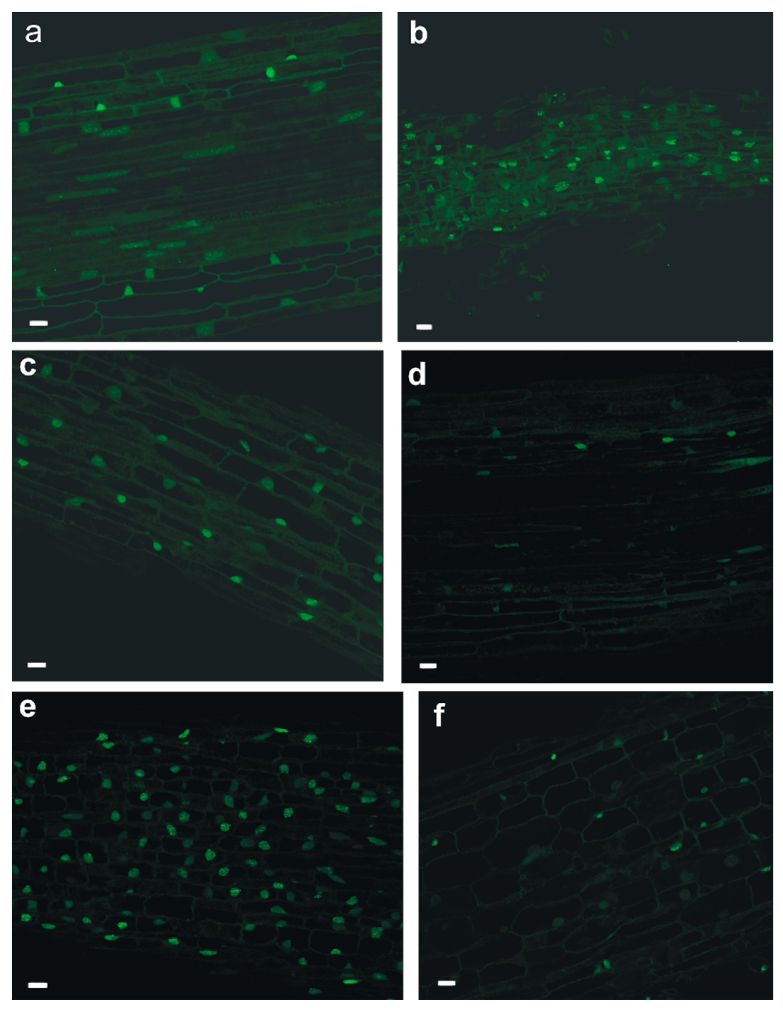 Ijms 20 06099 g010 Ijms 20 06099 g010