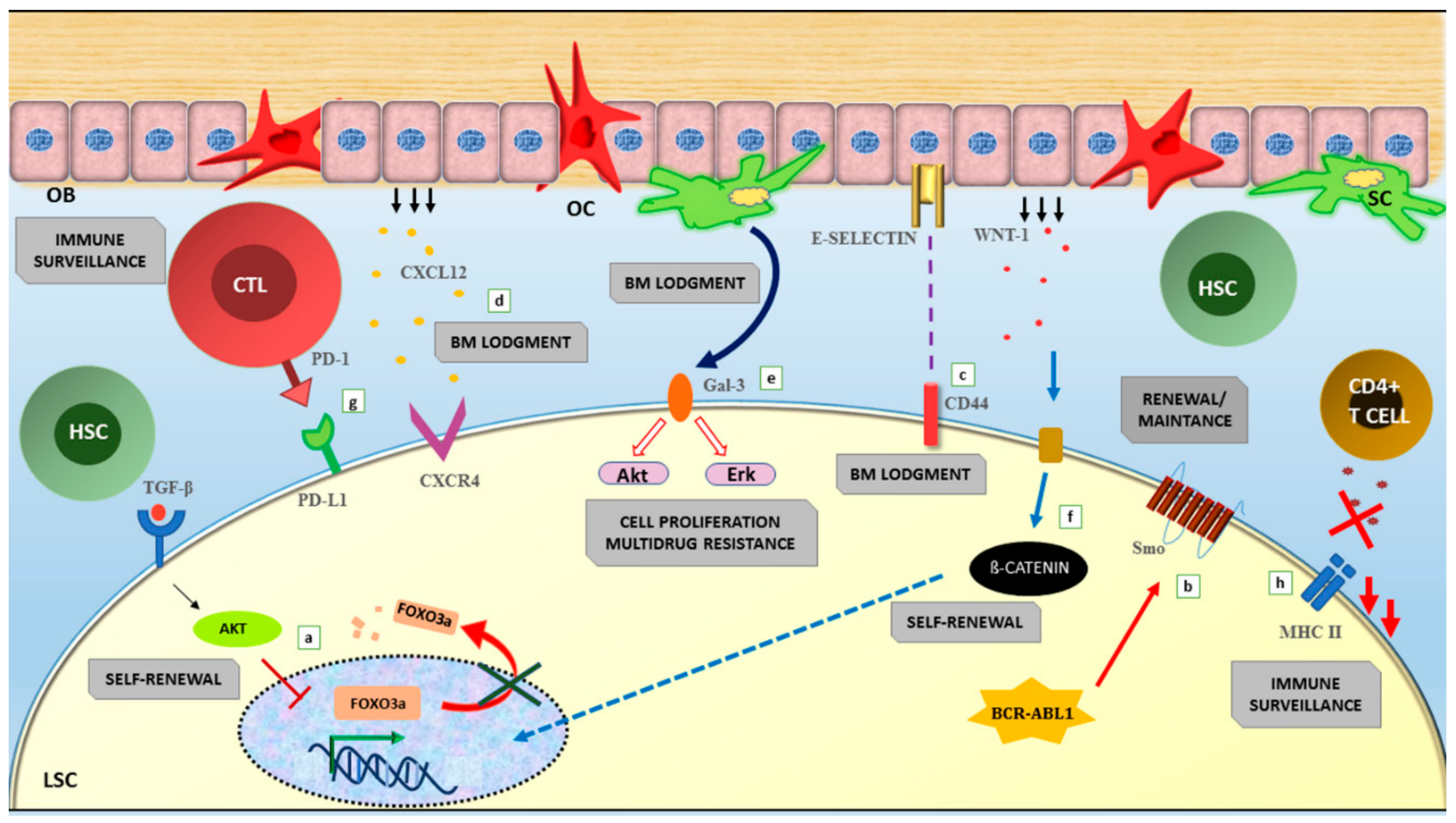 Ijms 20 06141 g003 Ijms 20 06141 g003