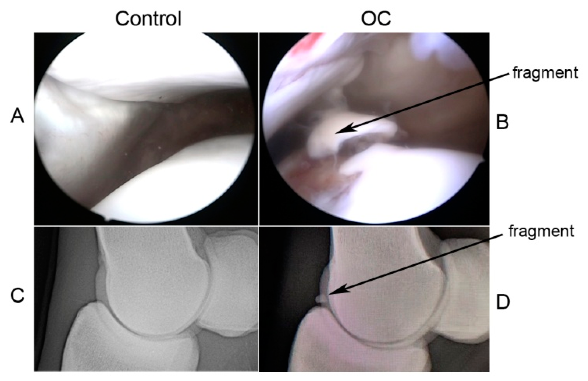 Ijms 20 06179 g005 Ijms 20 06179 g005