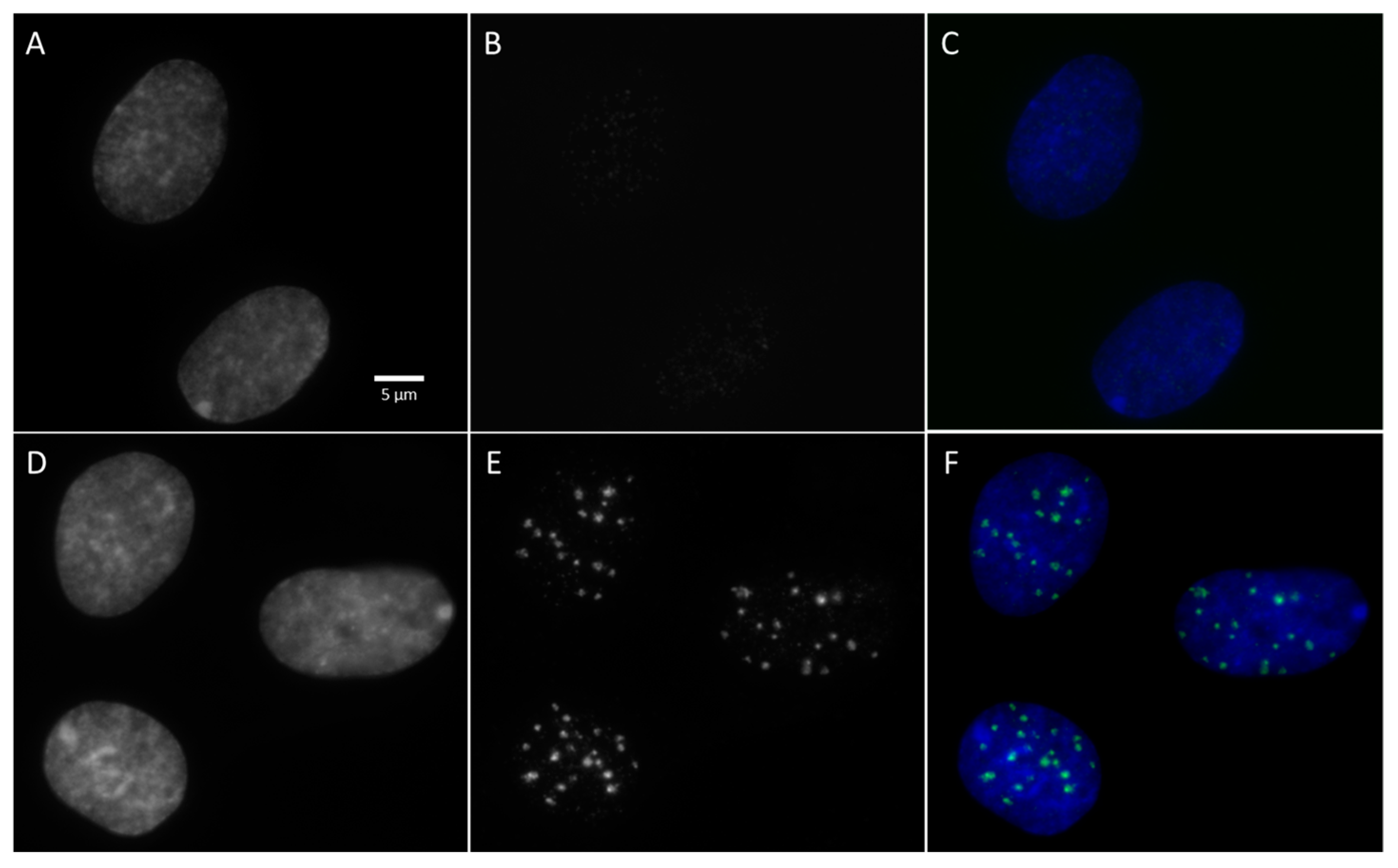 Ijms 20 06204 g004
