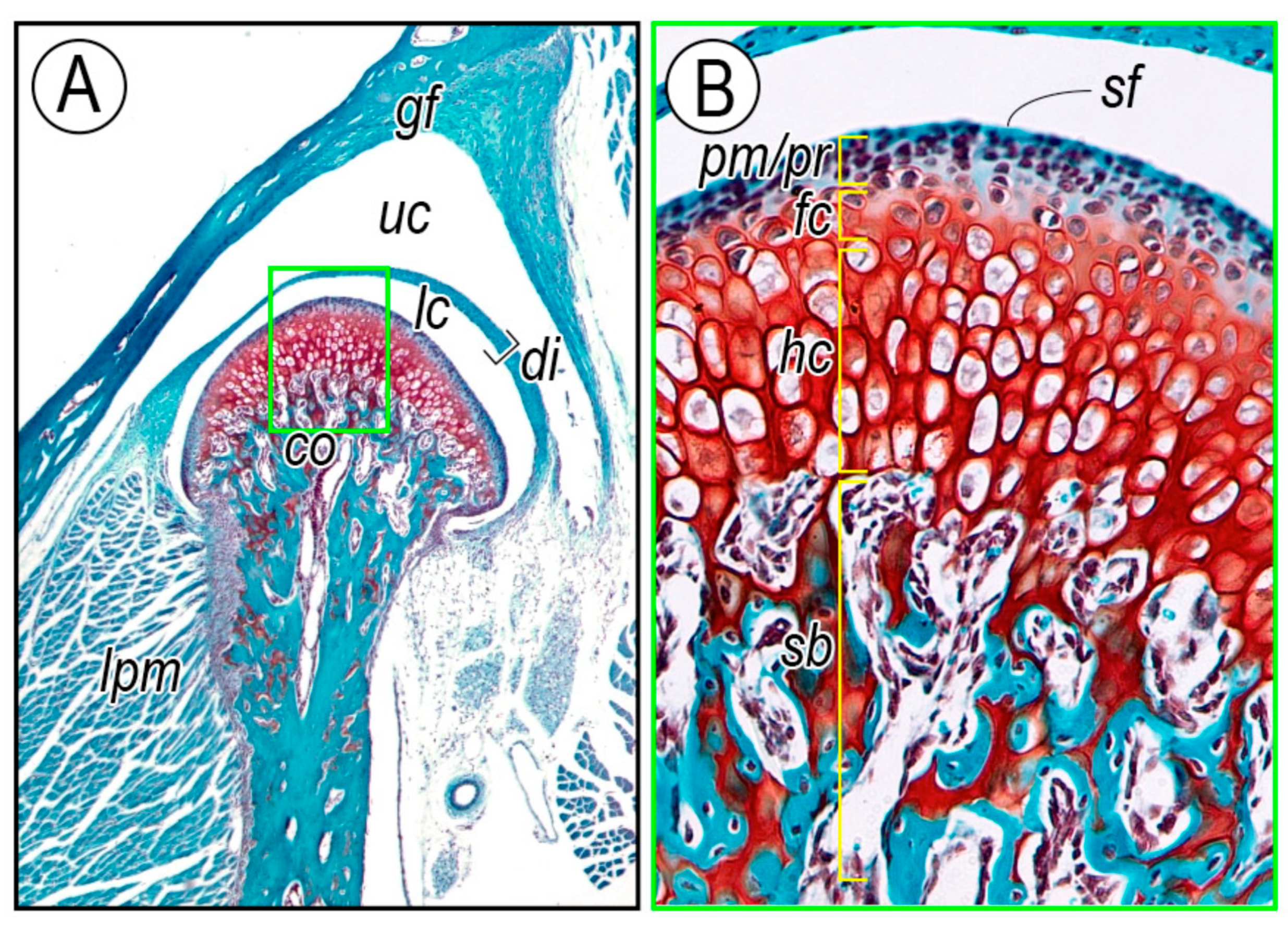 Ijms 20 06300 g001 Ijms 20 06300 g001