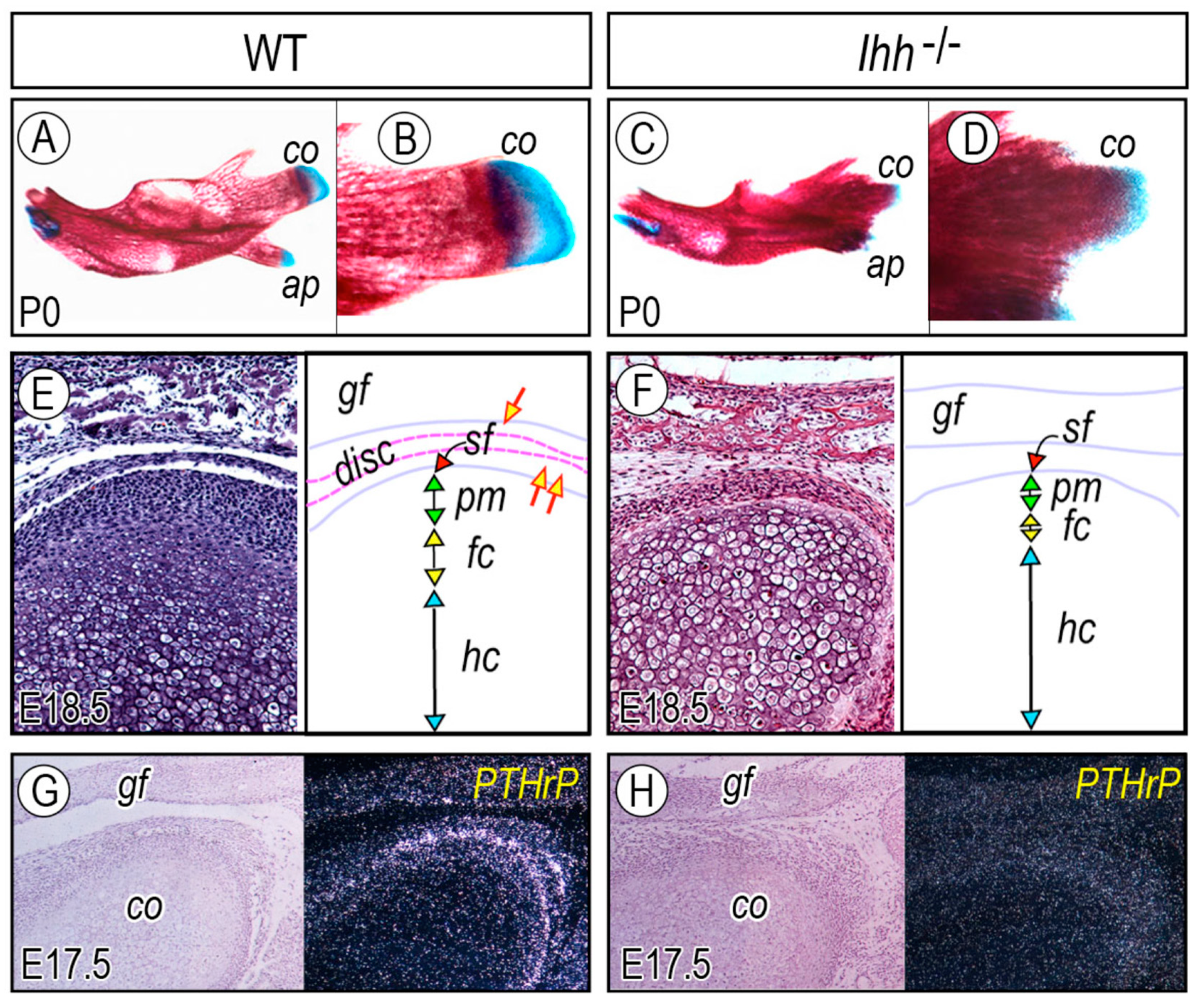 Ijms 20 06300 g002 Ijms 20 06300 g002