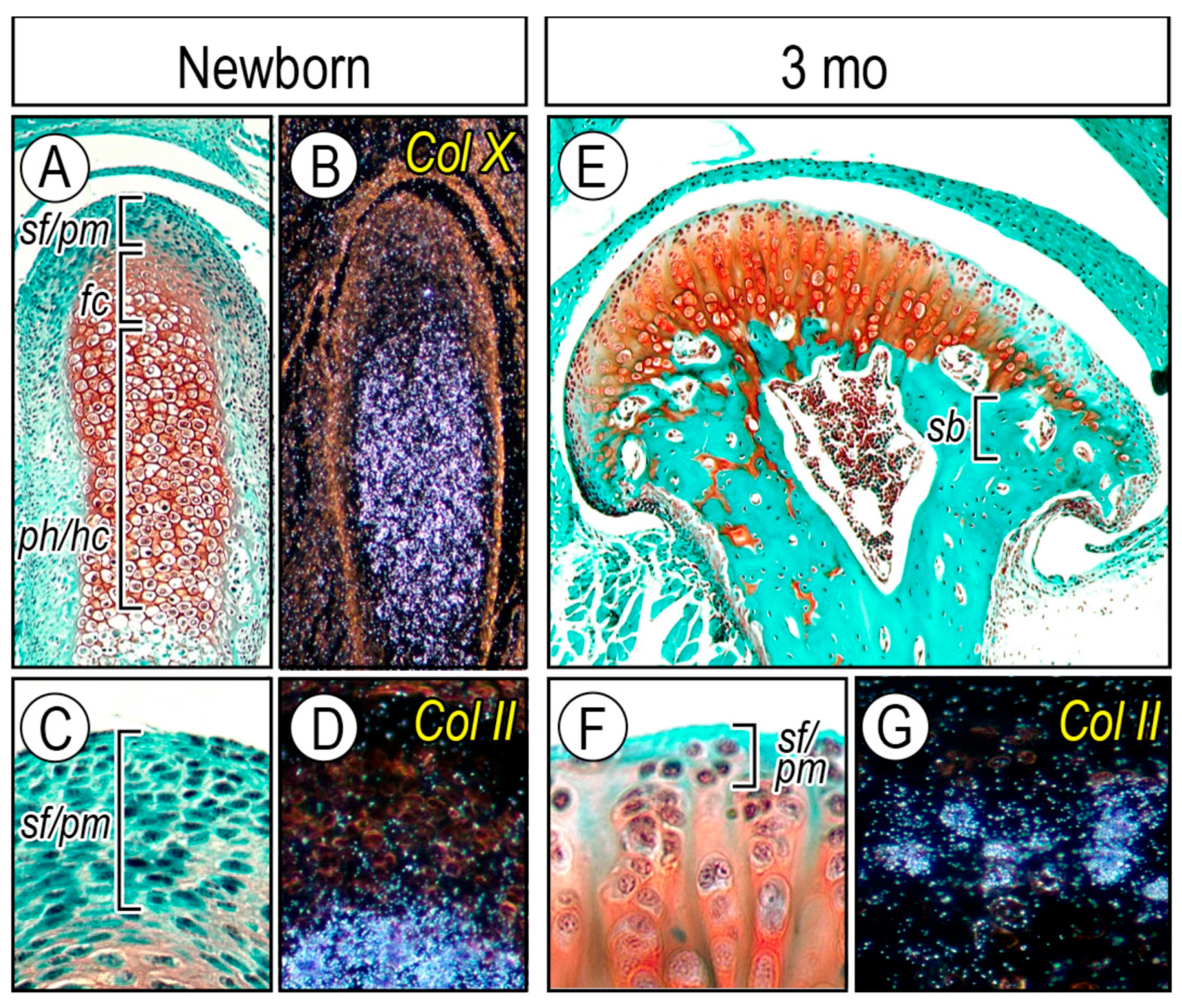 Ijms 20 06300 g003 Ijms 20 06300 g003