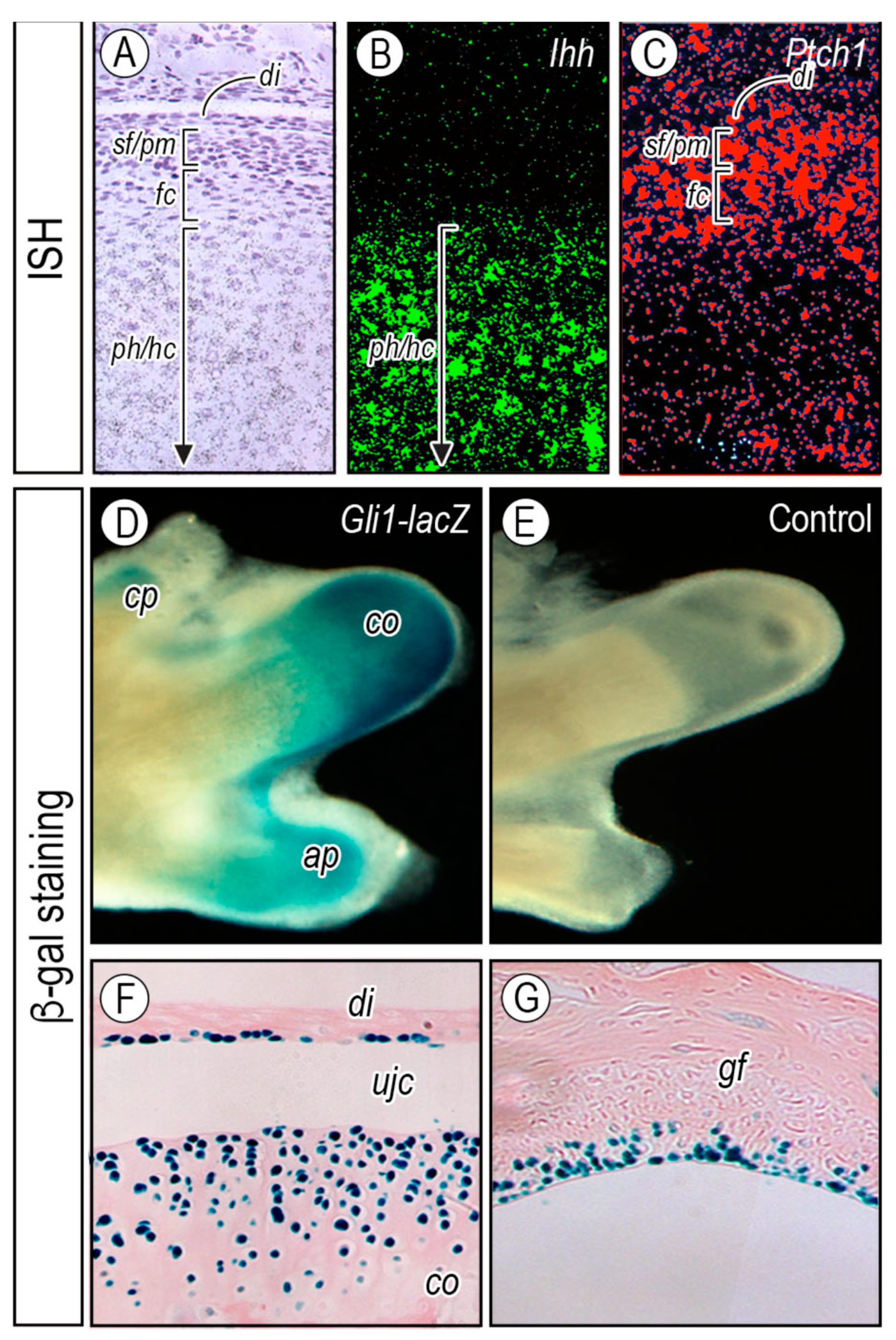 Ijms 20 06300 g004 Ijms 20 06300 g004