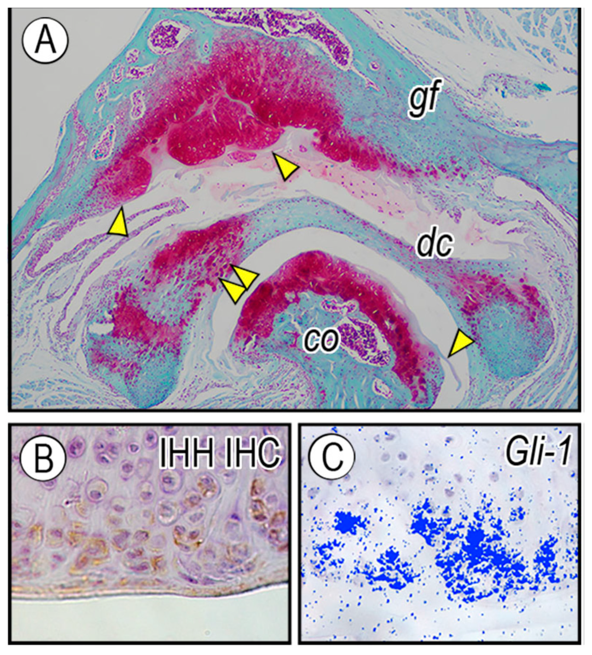 Ijms 20 06300 g006 Ijms 20 06300 g006