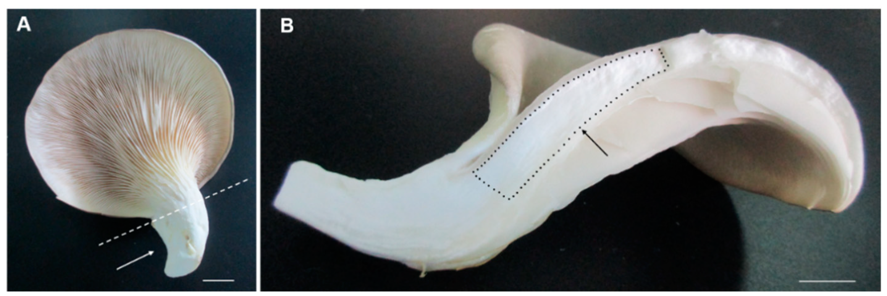 Ijms 20 06317 g001 Ijms 20 06317 g001