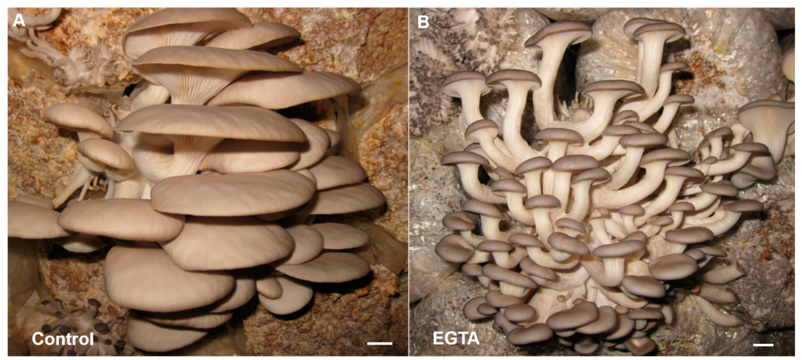 Ijms 20 06317 g008 Ijms 20 06317 g008