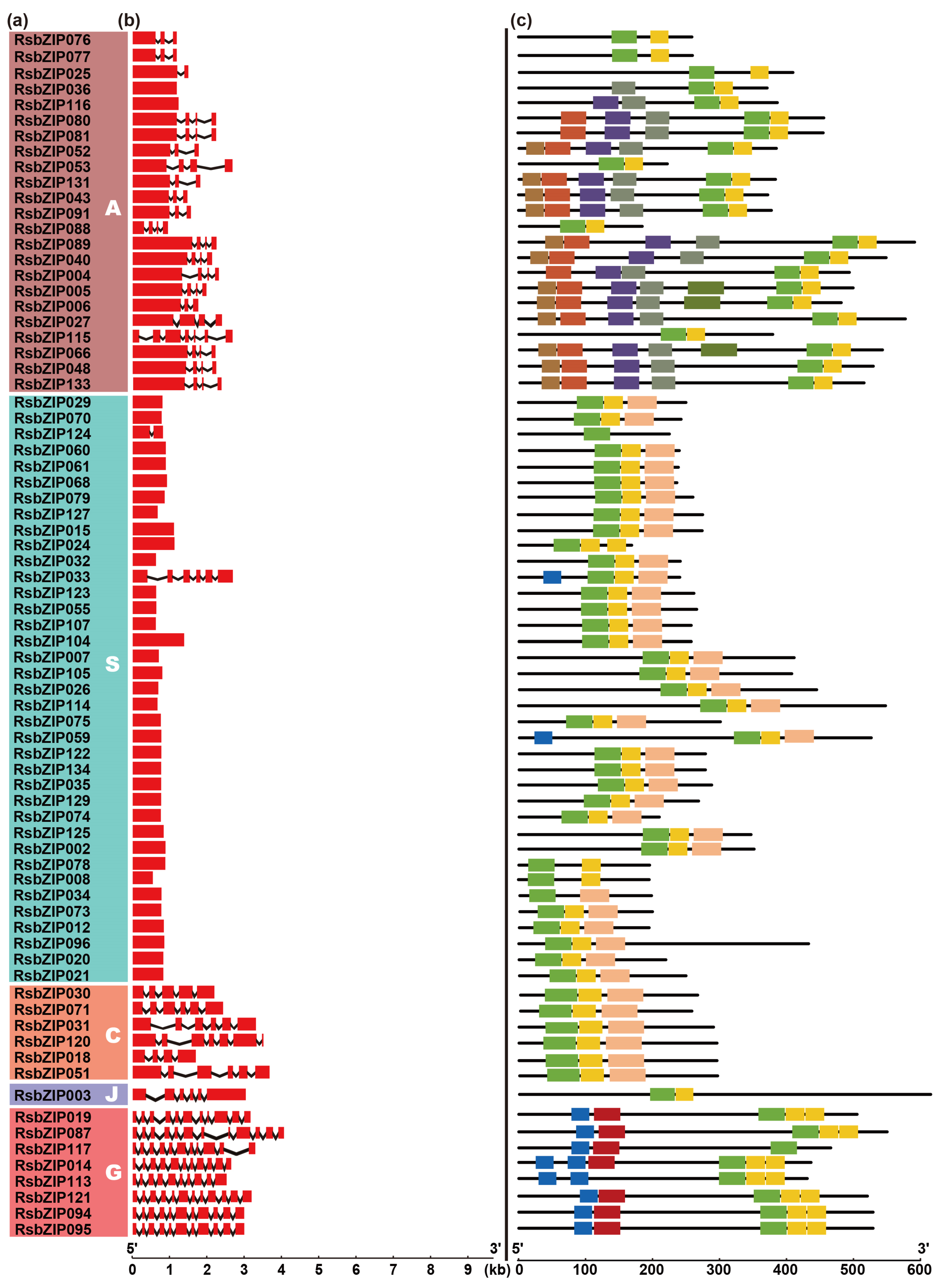 Ijms 20 06334 g002b Ijms 20 06334 g002b