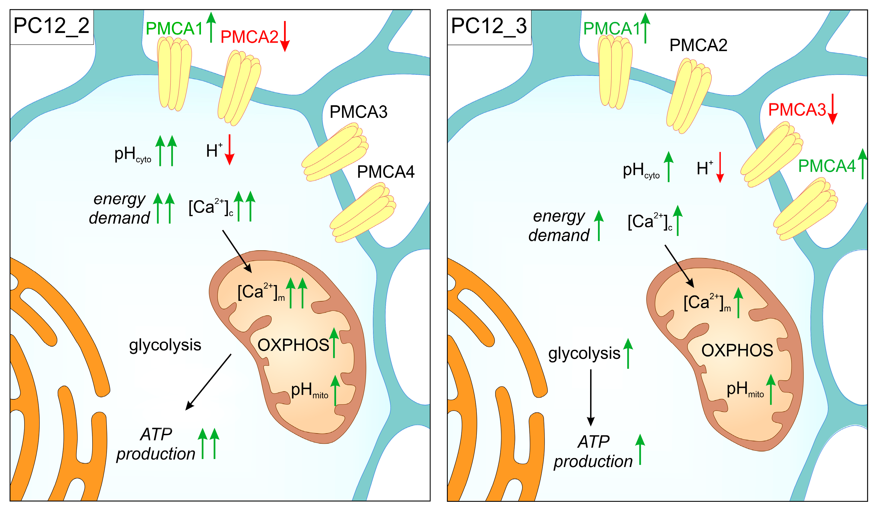 Ijms 20 06338 g001 Ijms 20 06338 g001