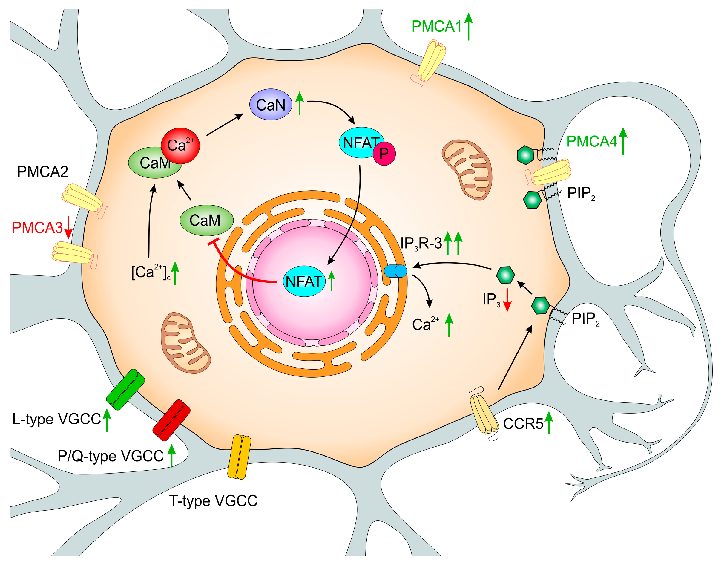 Ijms 20 06338 g002 Ijms 20 06338 g002