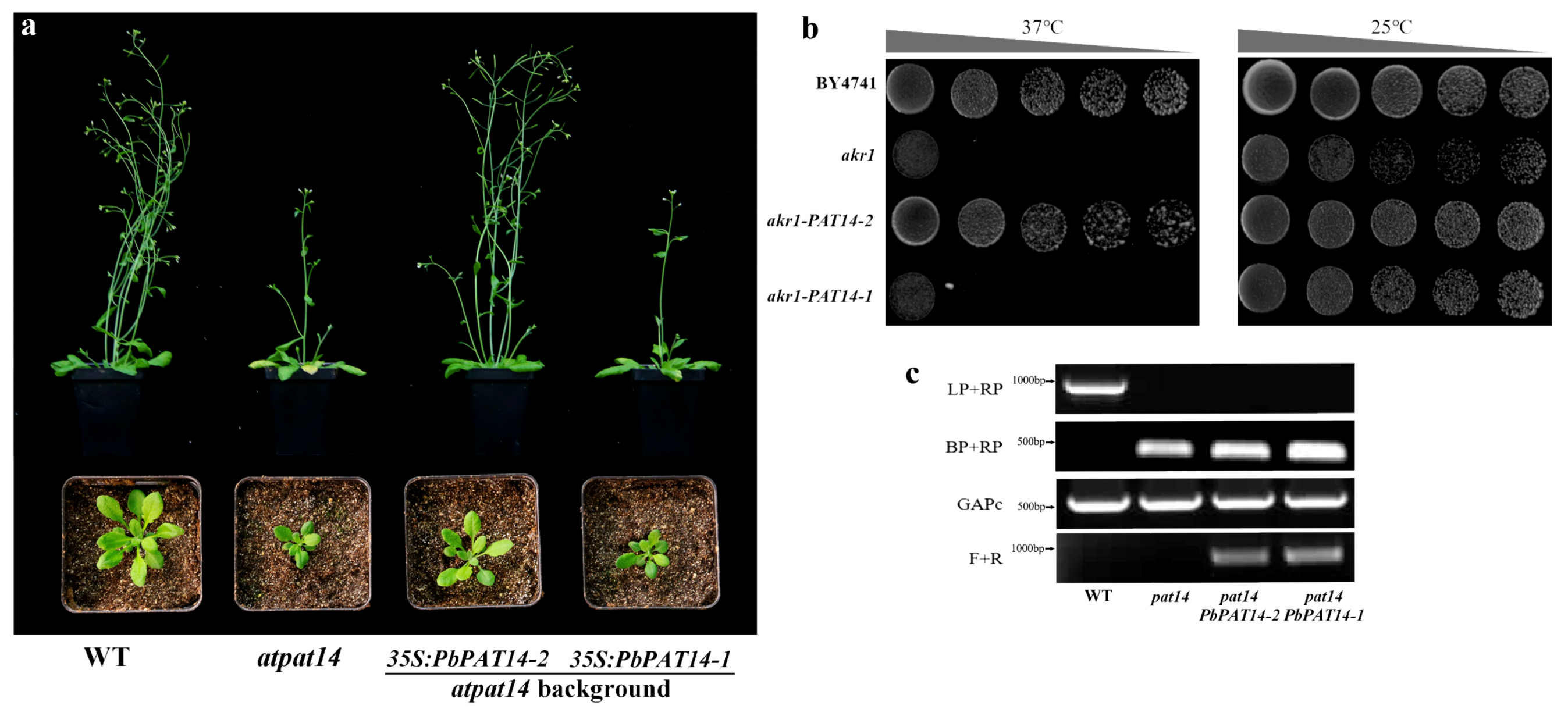 Ijms 20 06347 g001 Ijms 20 06347 g001