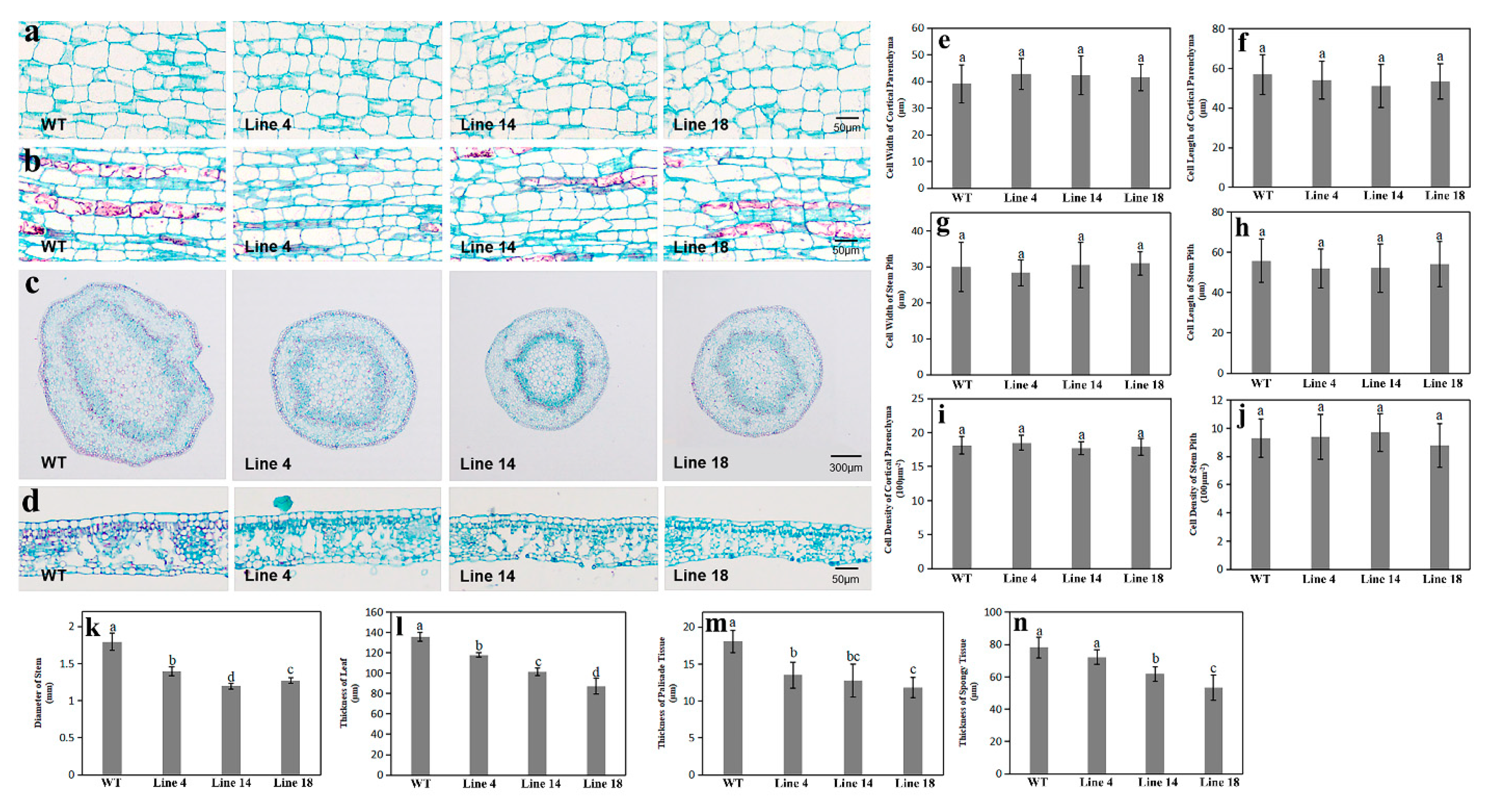 Ijms 20 06347 g004 Ijms 20 06347 g004
