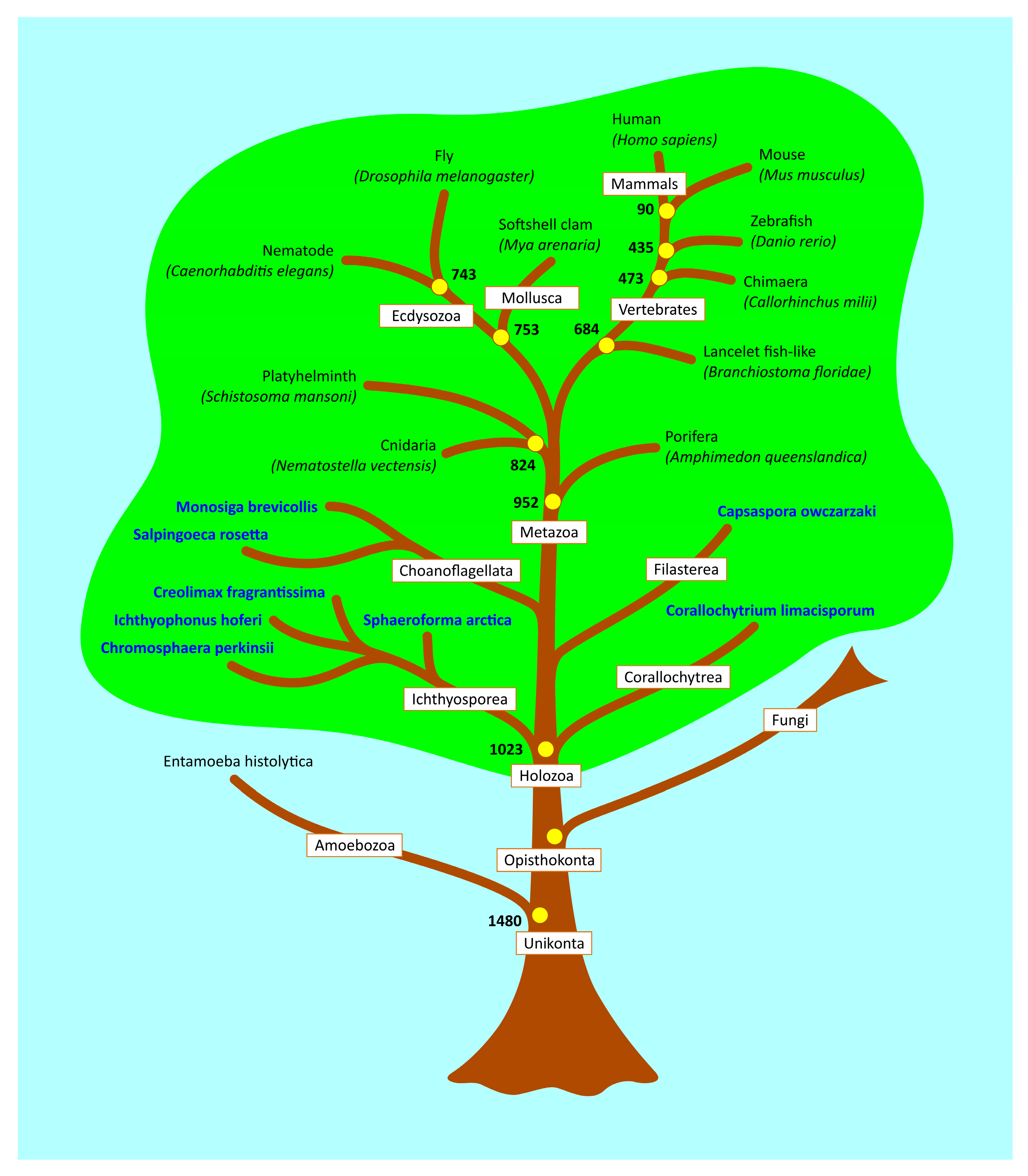 Ijms 21 00006 g005 Ijms 21 00006 g005