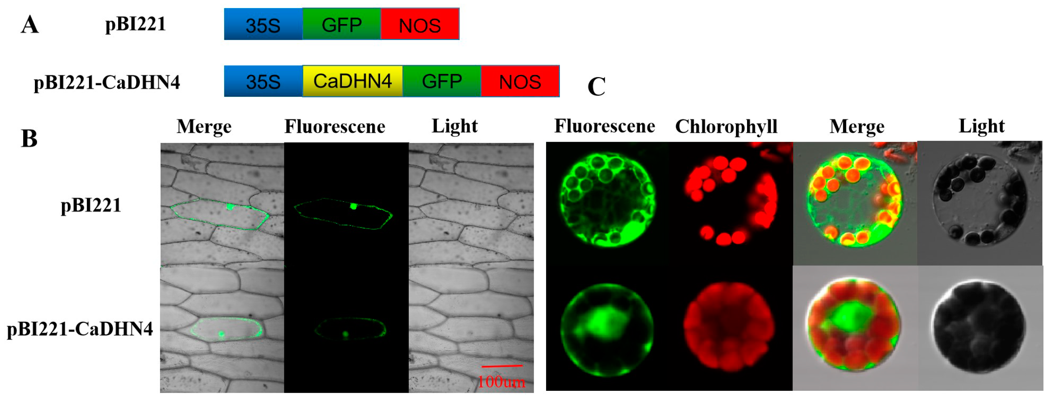 Ijms 21 00026 g001 Ijms 21 00026 g001