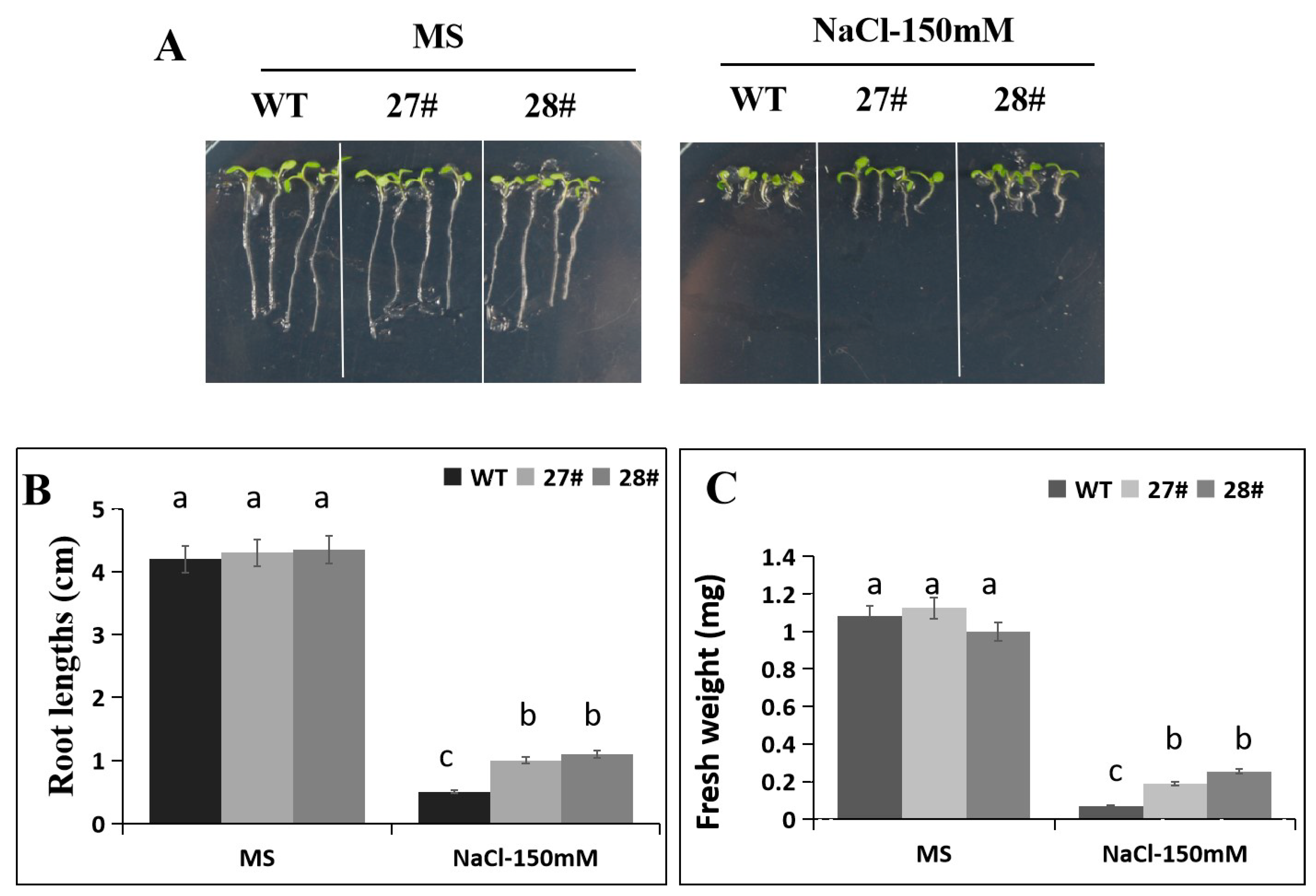 Ijms 21 00026 g007 Ijms 21 00026 g007